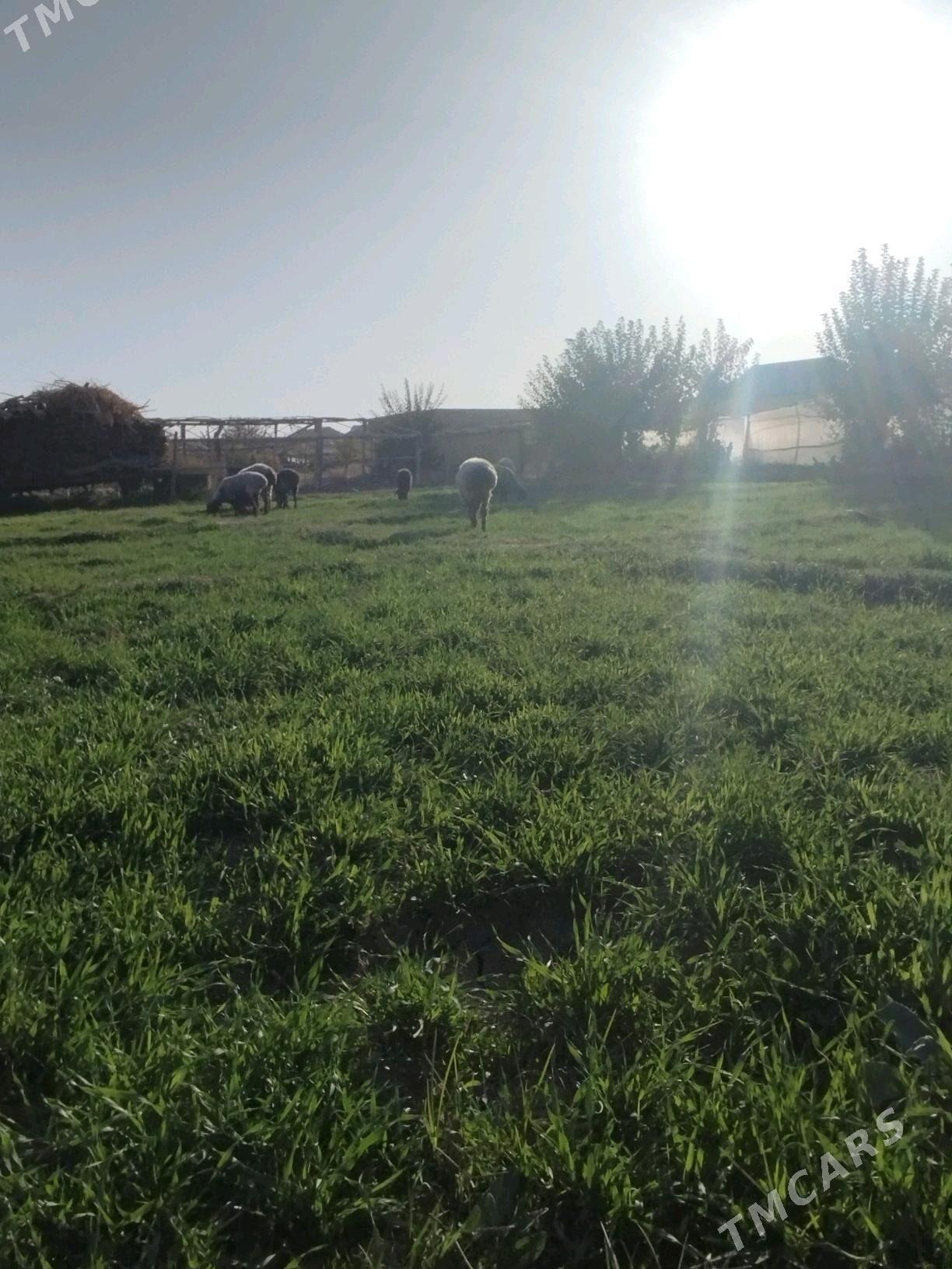 goyun - Мары - img 2