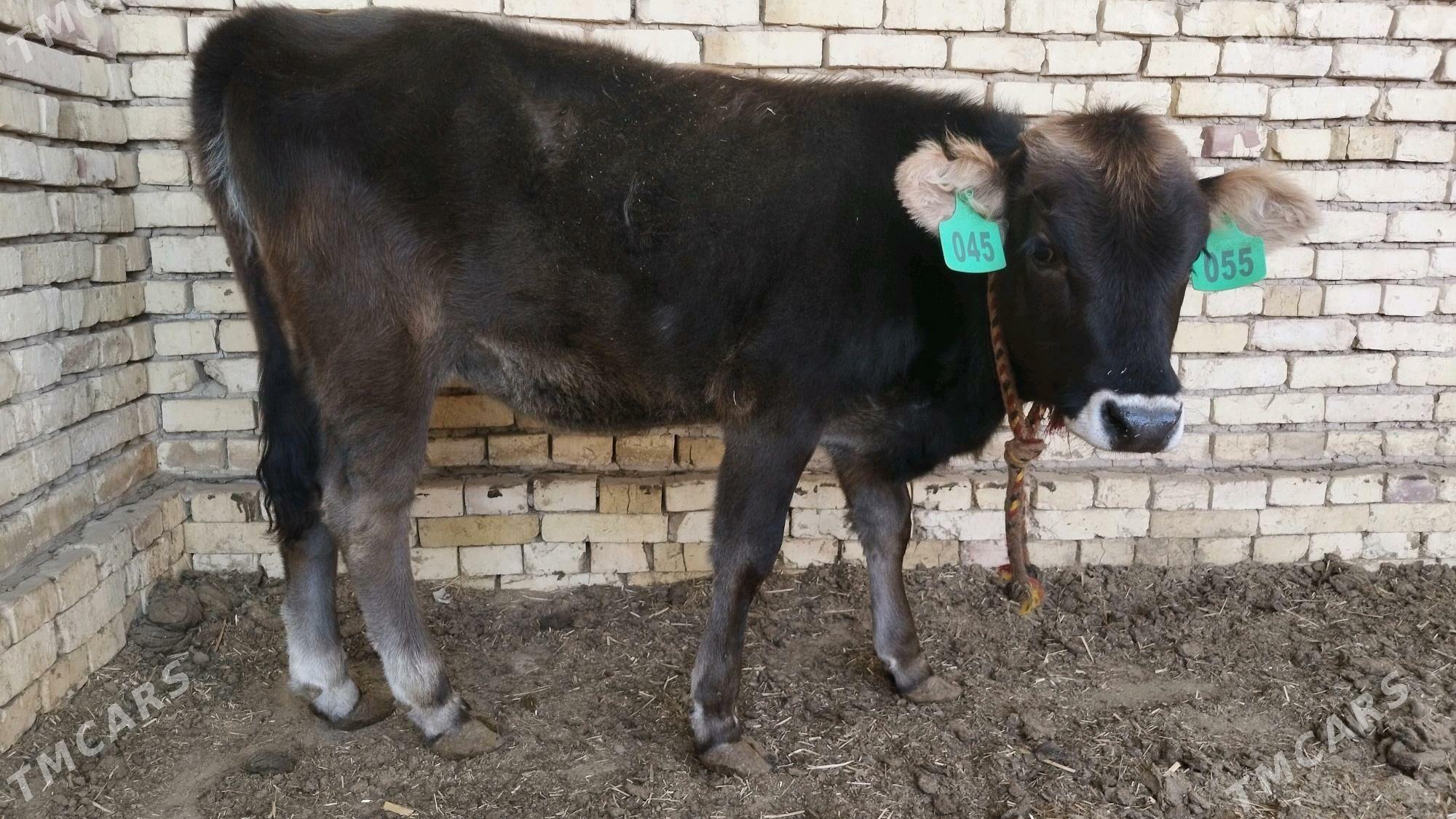 Şwes göle tüwe - Ёлётен - img 3