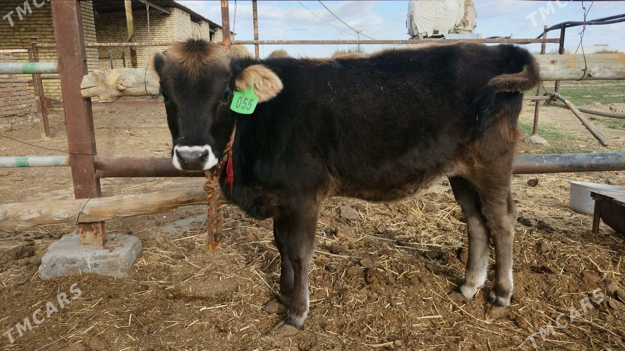 Şwes göle tüwe - Ёлётен - img 4