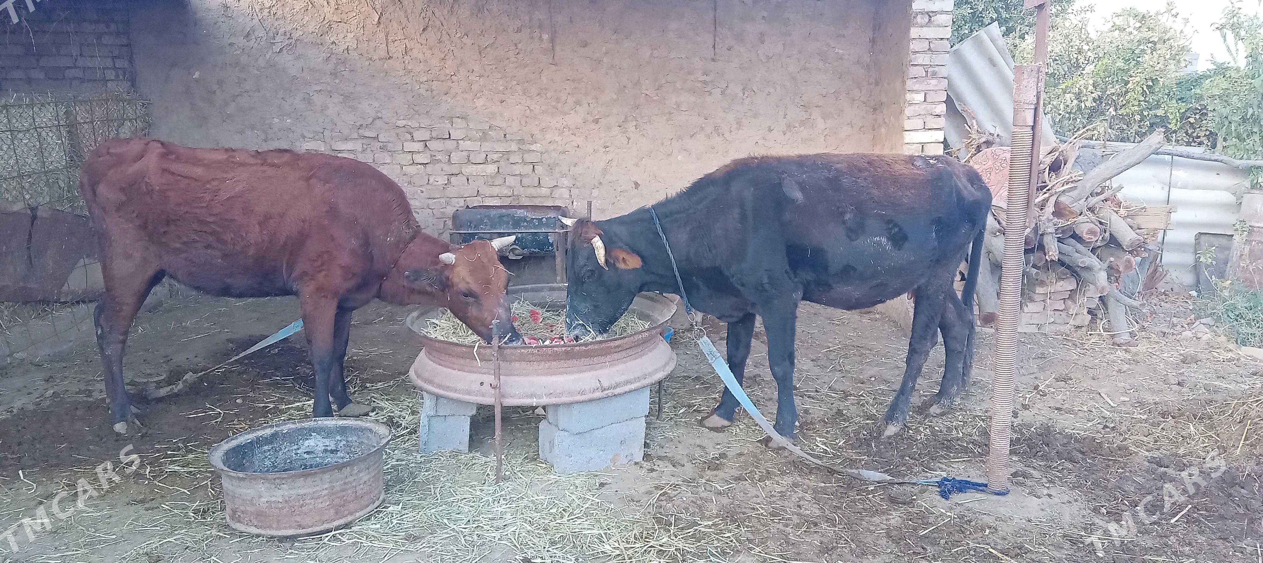 goleli sygyr - Tejen - img 1