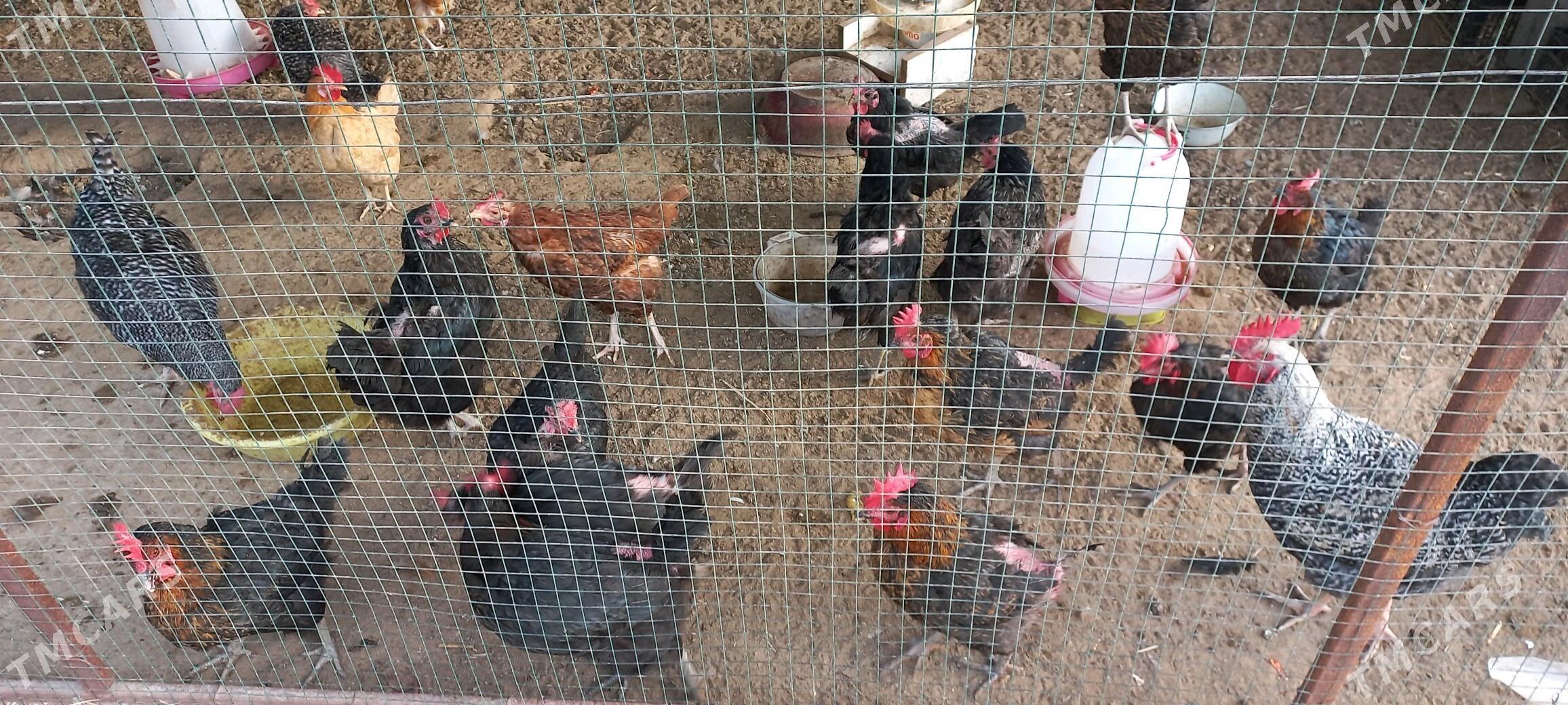 Ataks towuk - Ашхабад - img 2