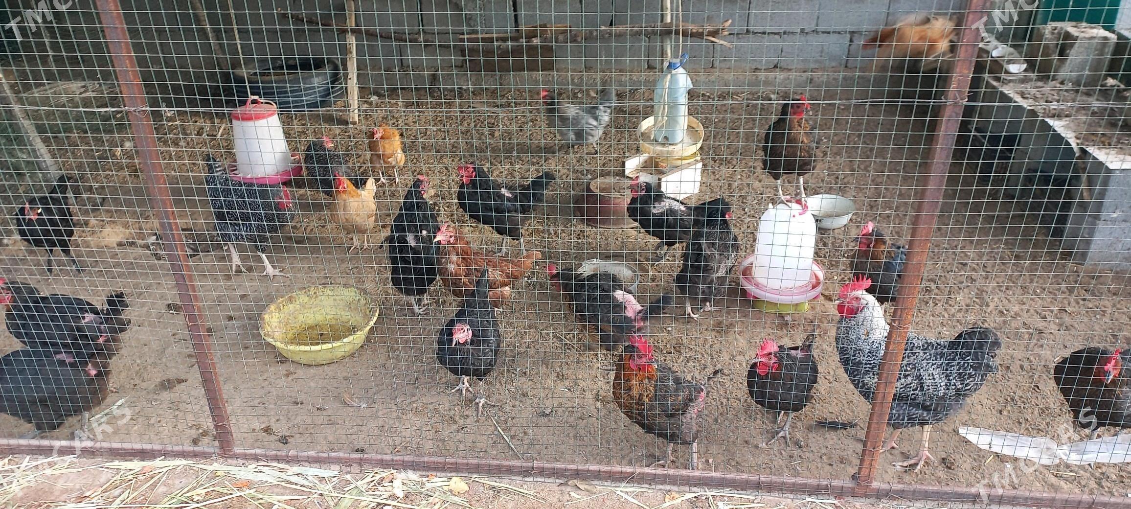 Ataks towuk - Ашхабад - img 1