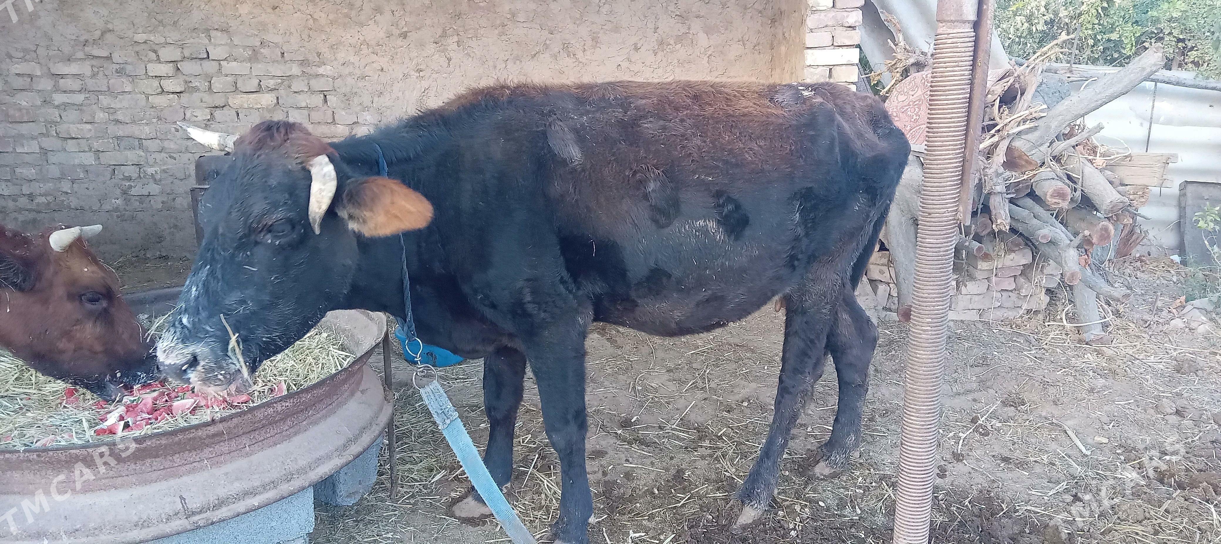 goleli sygyr - Tejen - img 2