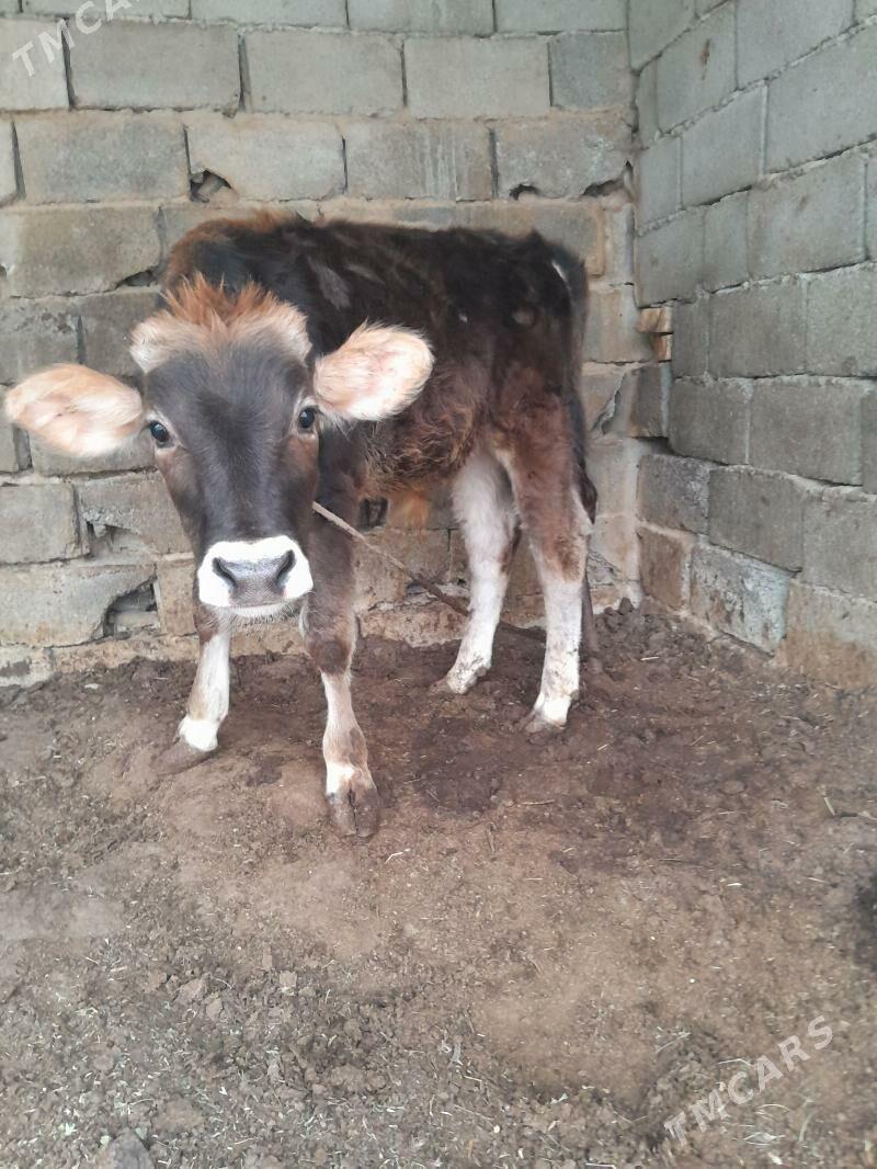 Gole - Багир - img 2