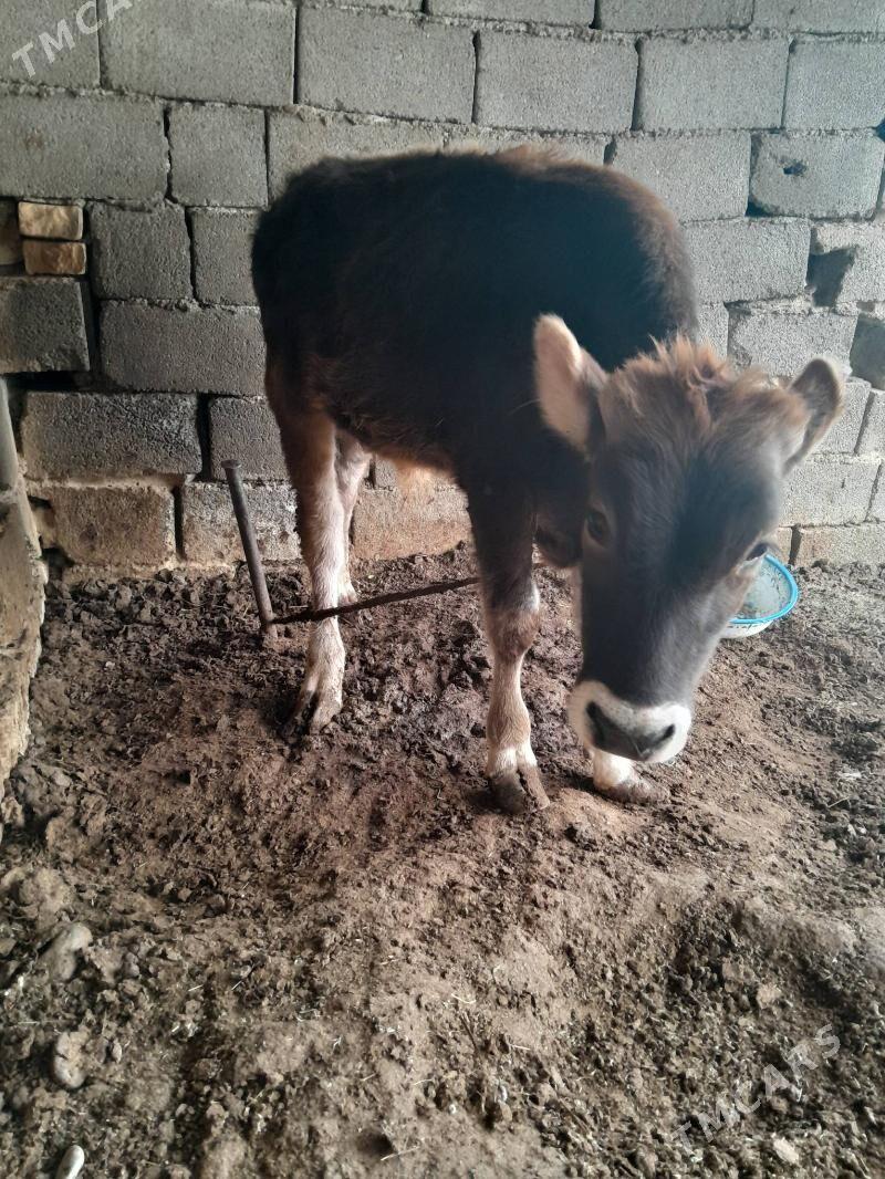 Gole - Багир - img 1