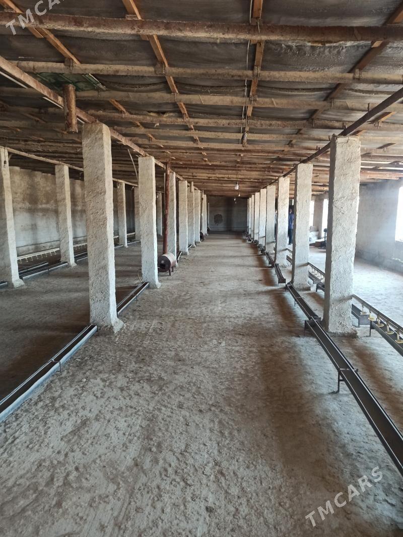 Arenda howly - Kaka - img 3