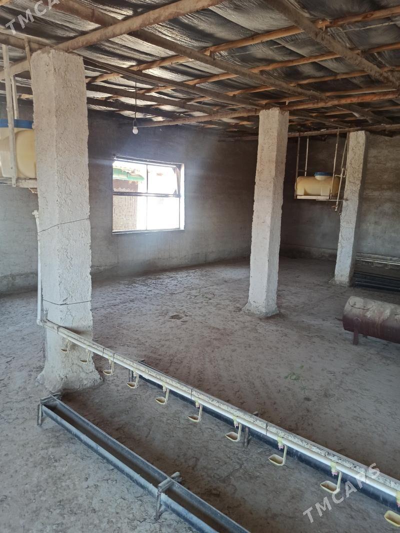 Arenda howly - Kaka - img 7