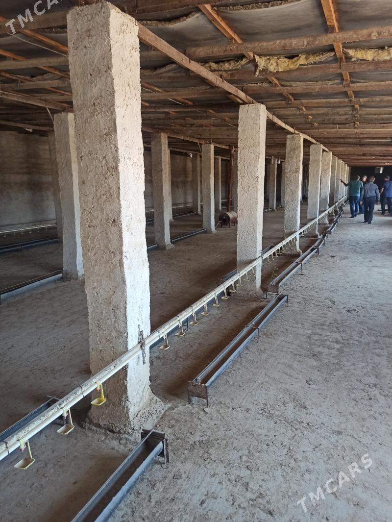 Arenda howly - Kaka - img 4