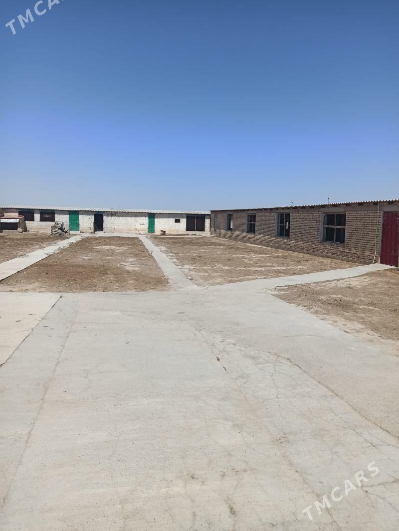 Arenda howly - Kaka - img 1