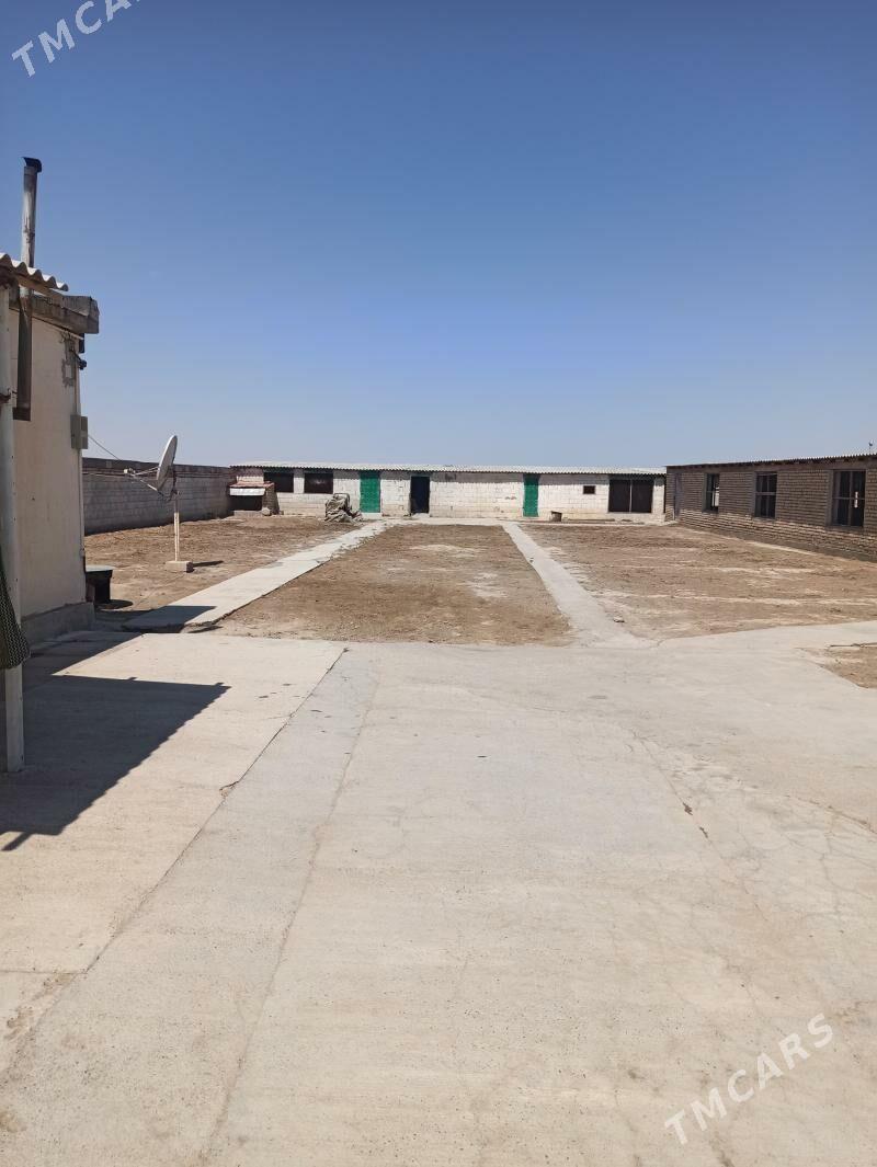 Arenda howly - Kaka - img 2