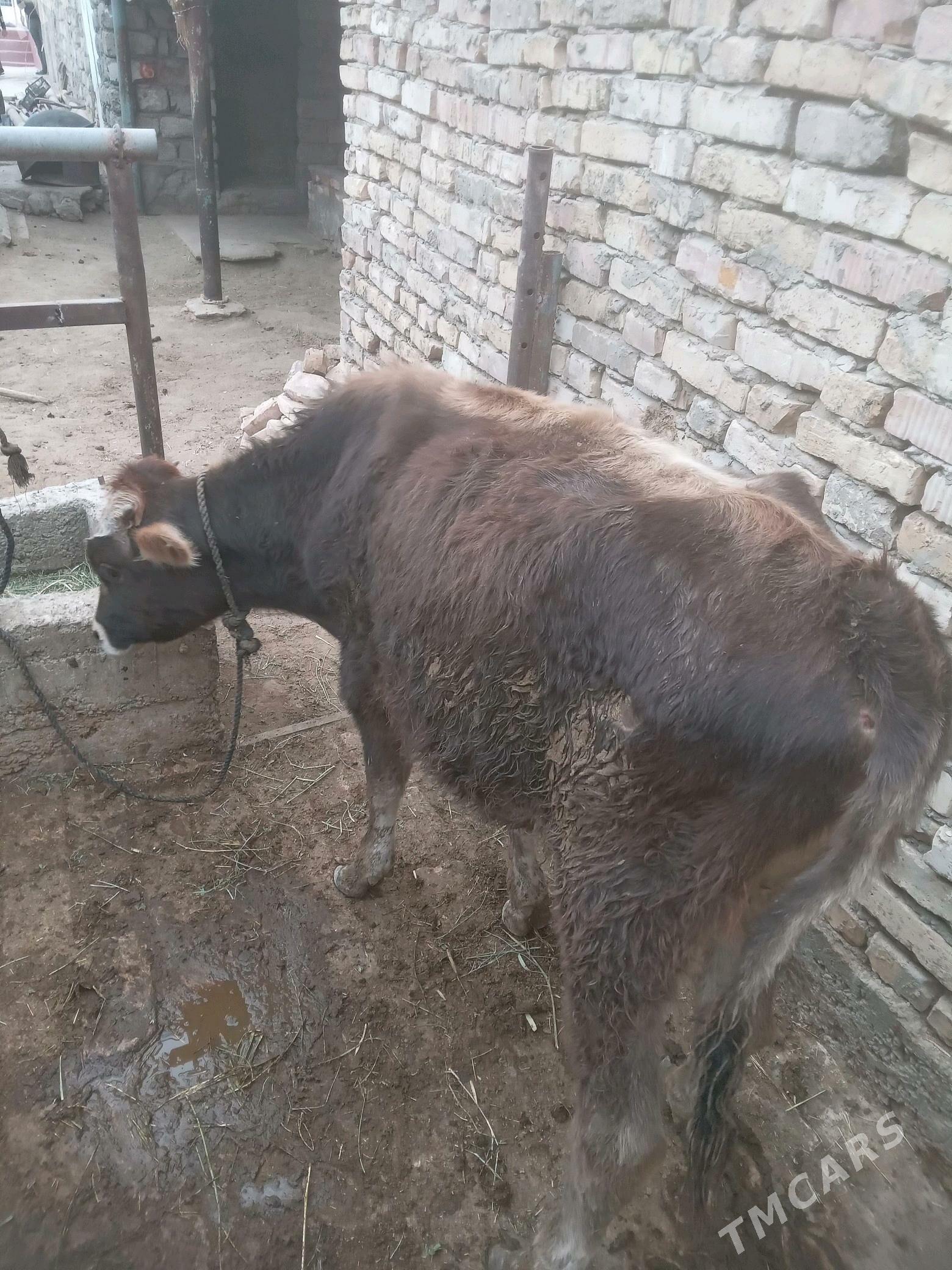 Öküz - Gökdepe - img 5