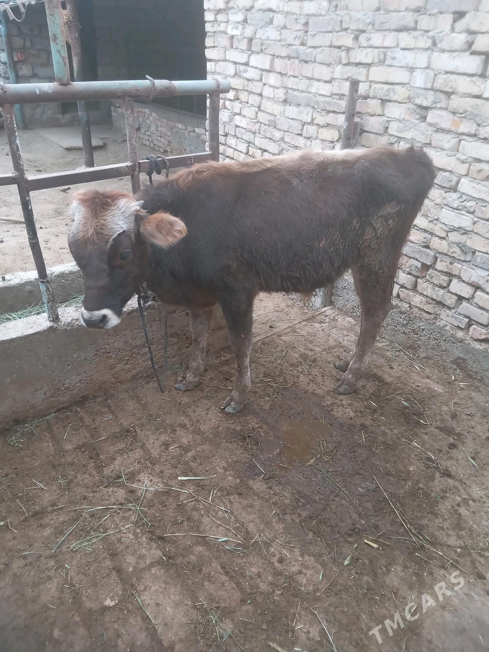 Öküz - Gökdepe - img 4