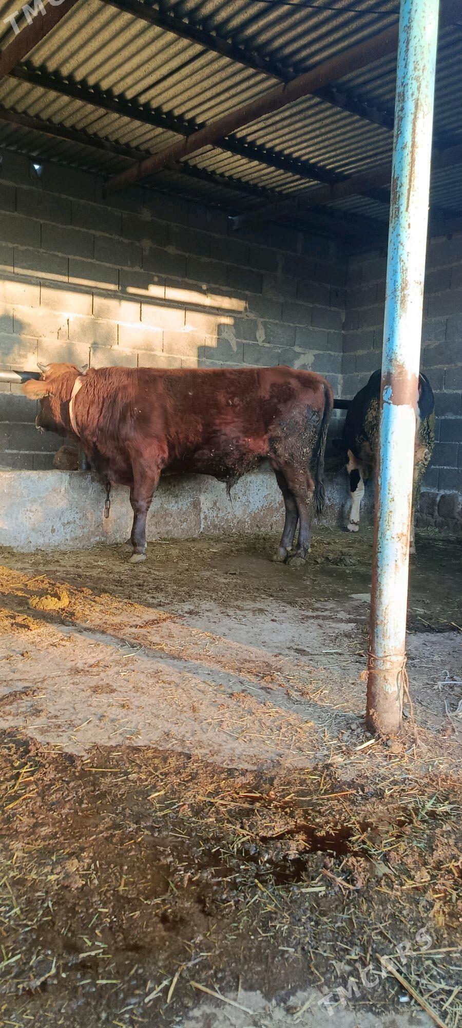 okuz - Бахарден - img 2