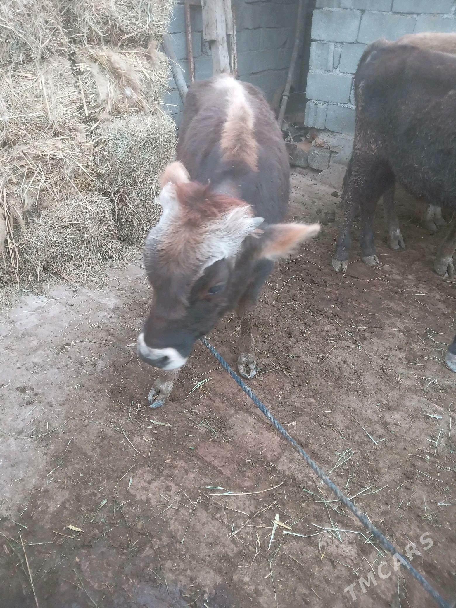 Öküz - Gökdepe - img 3