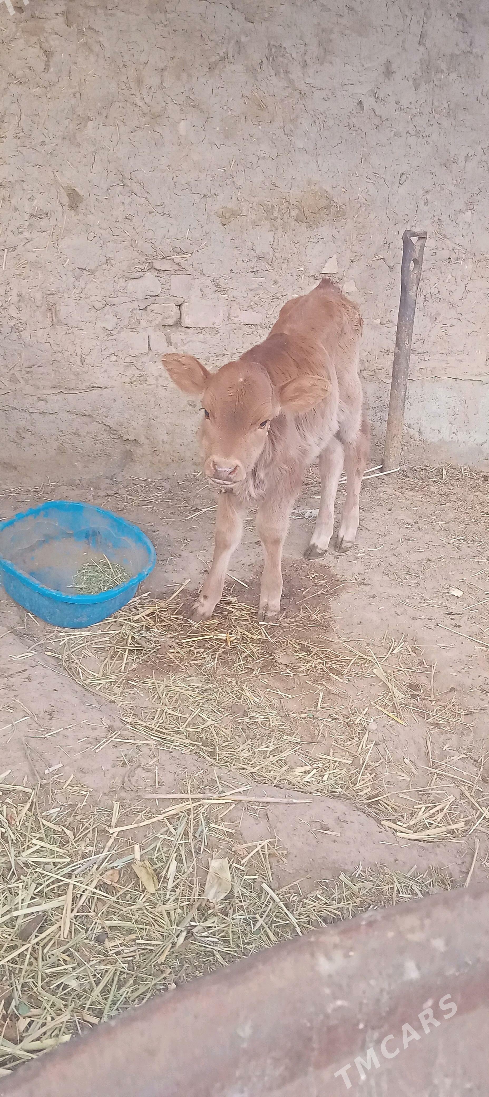 goleli sygyr - Tejen - img 3