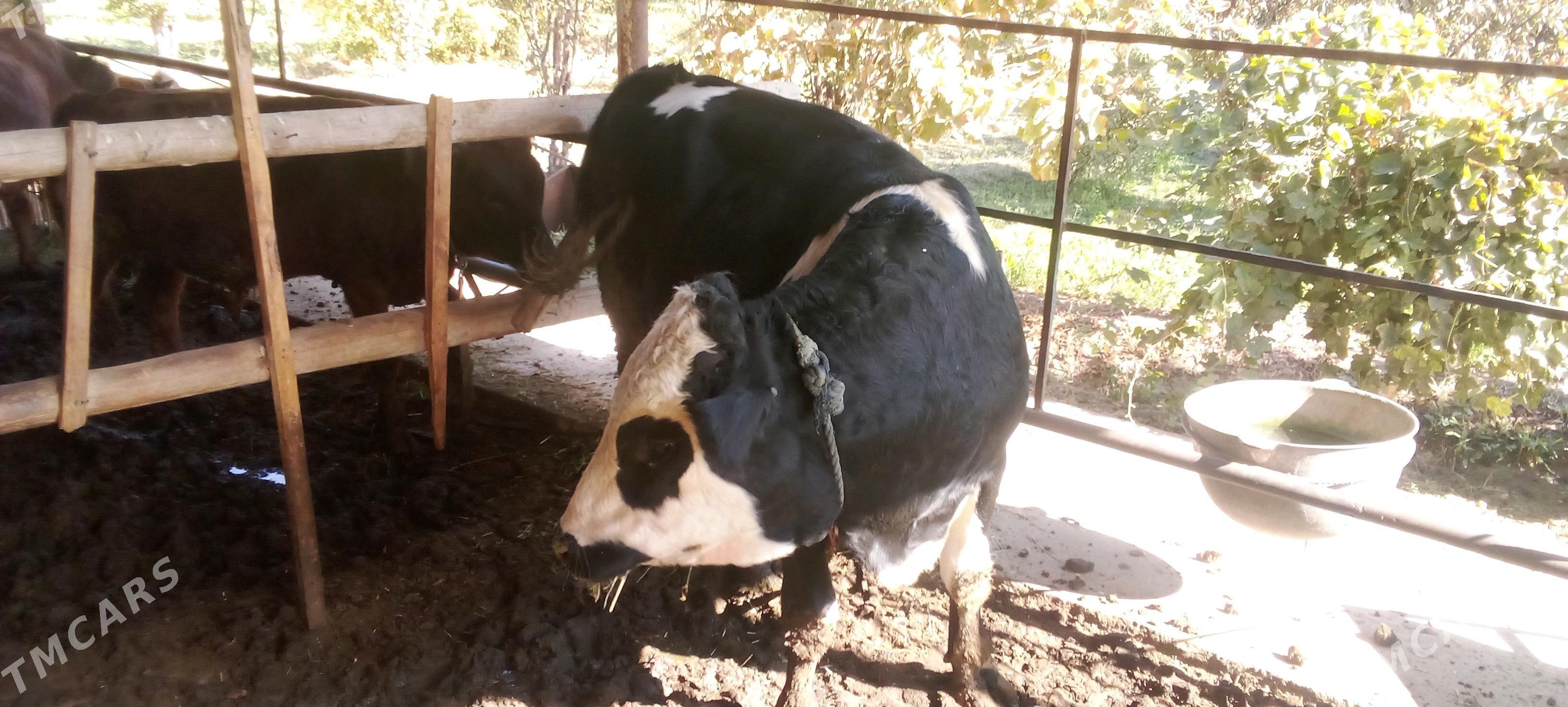 öküz - Туркменгала - img 2