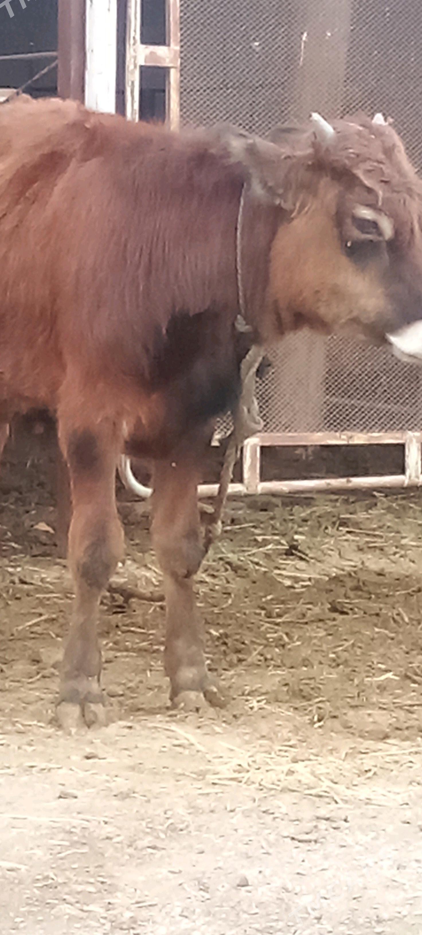 окуз - Бахарден - img 2