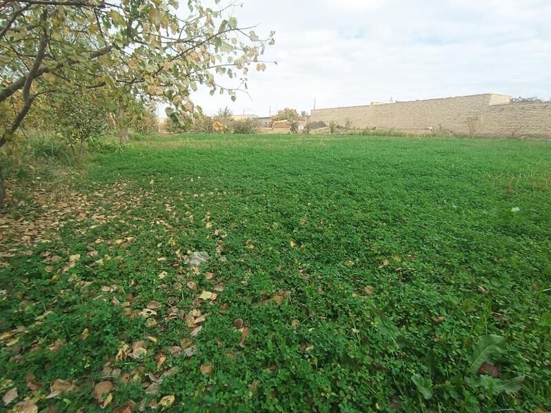 Satlyk mellek yer Sawhoz - Чарджоу - img 5