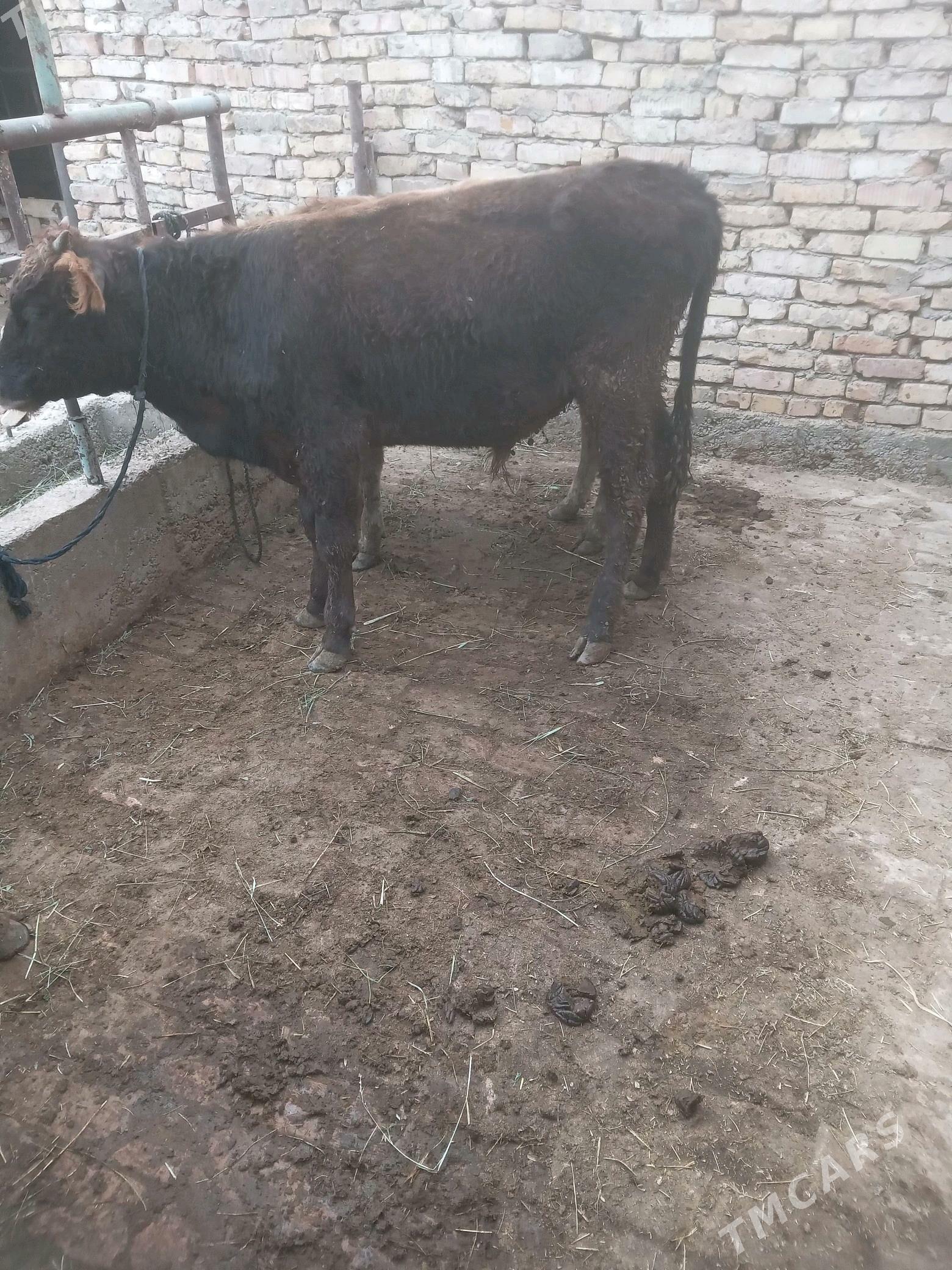 Öküz - Гёкдепе - img 3