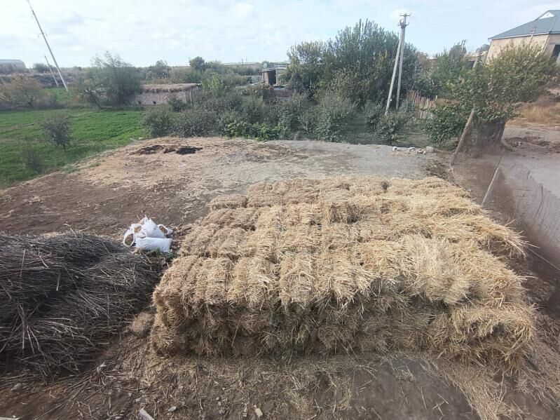 Satlyk mellek yer Sawhoz - Чарджоу - img 7