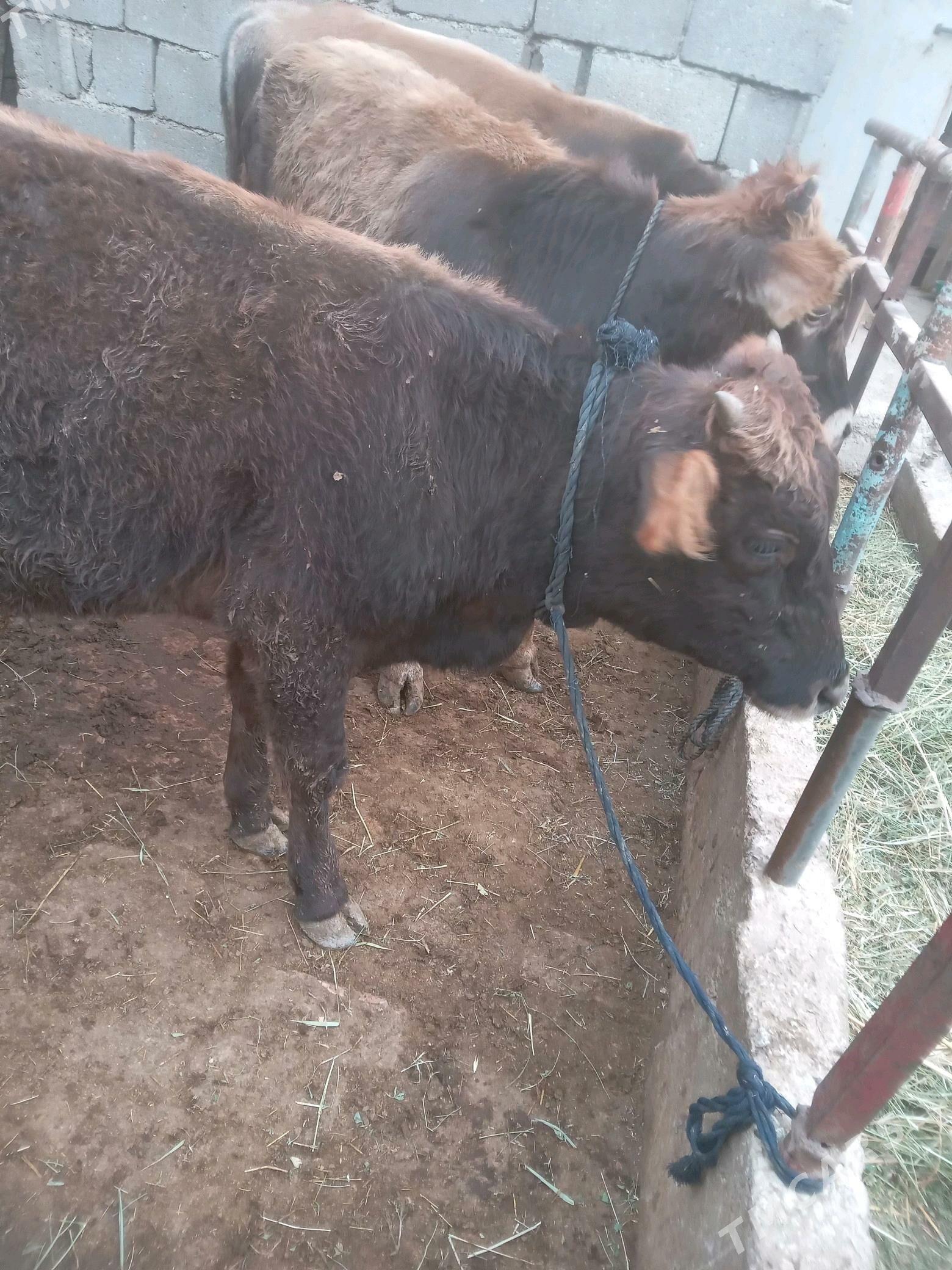 Öküz - Гёкдепе - img 2