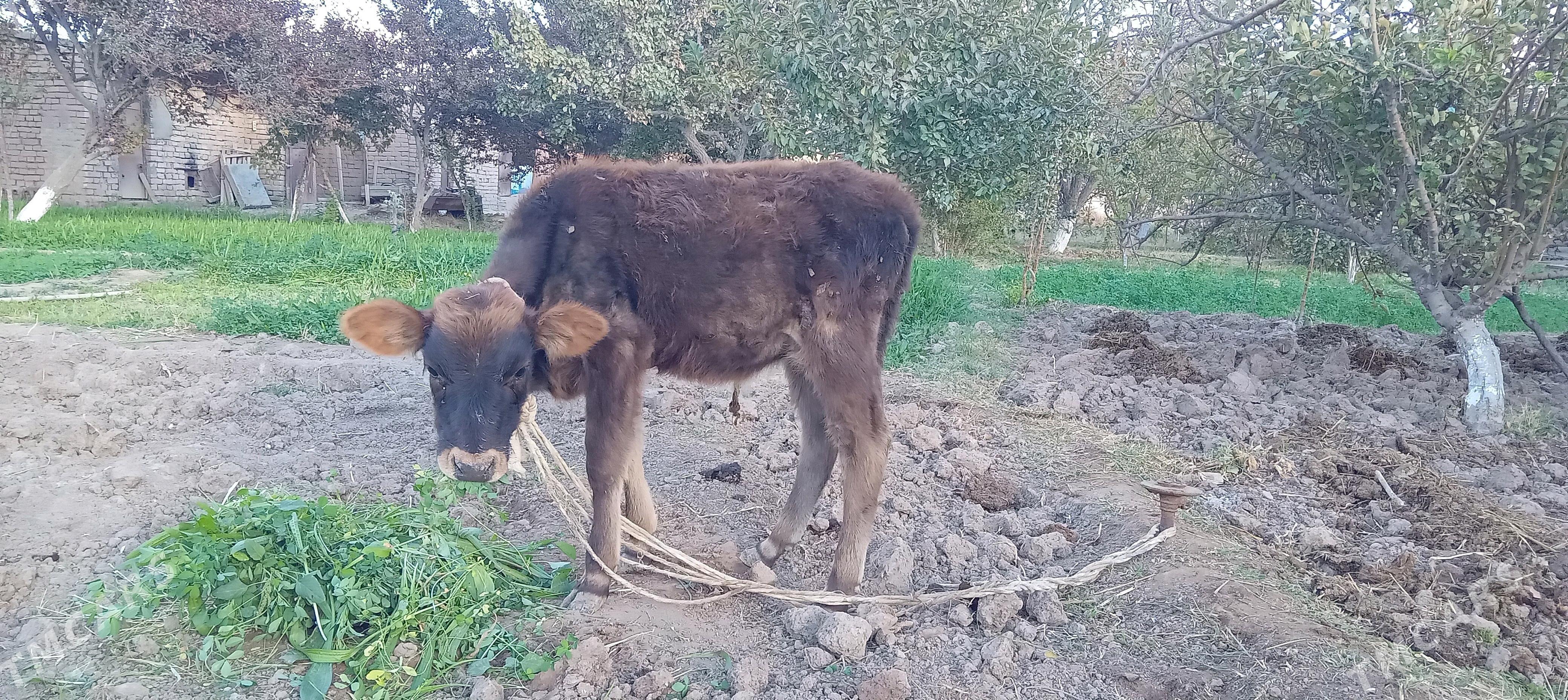 goleli sygyr - Tejen - img 4