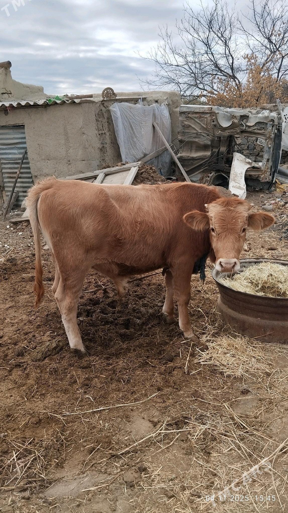 Окзче - Бахарден - img 3