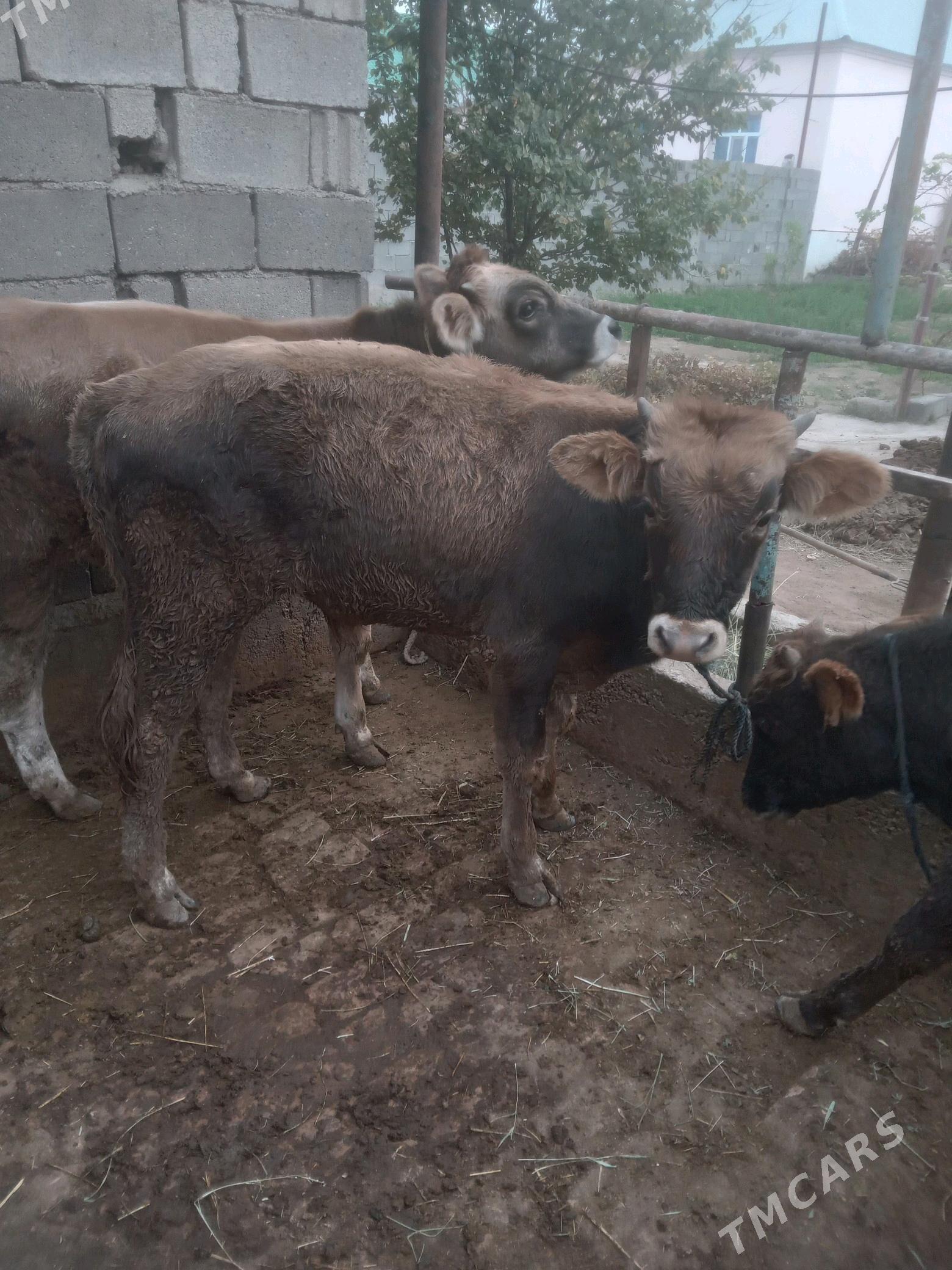 Öküz - Гёкдепе - img 2