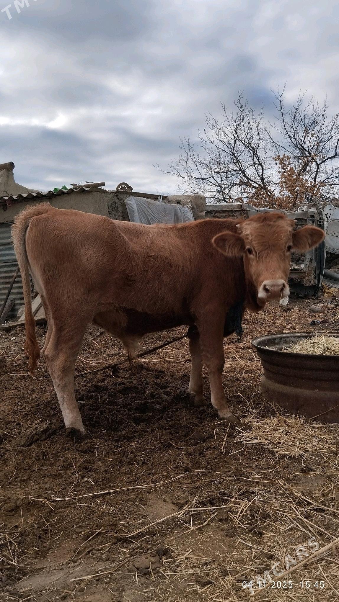 Окзче - Бахарден - img 2