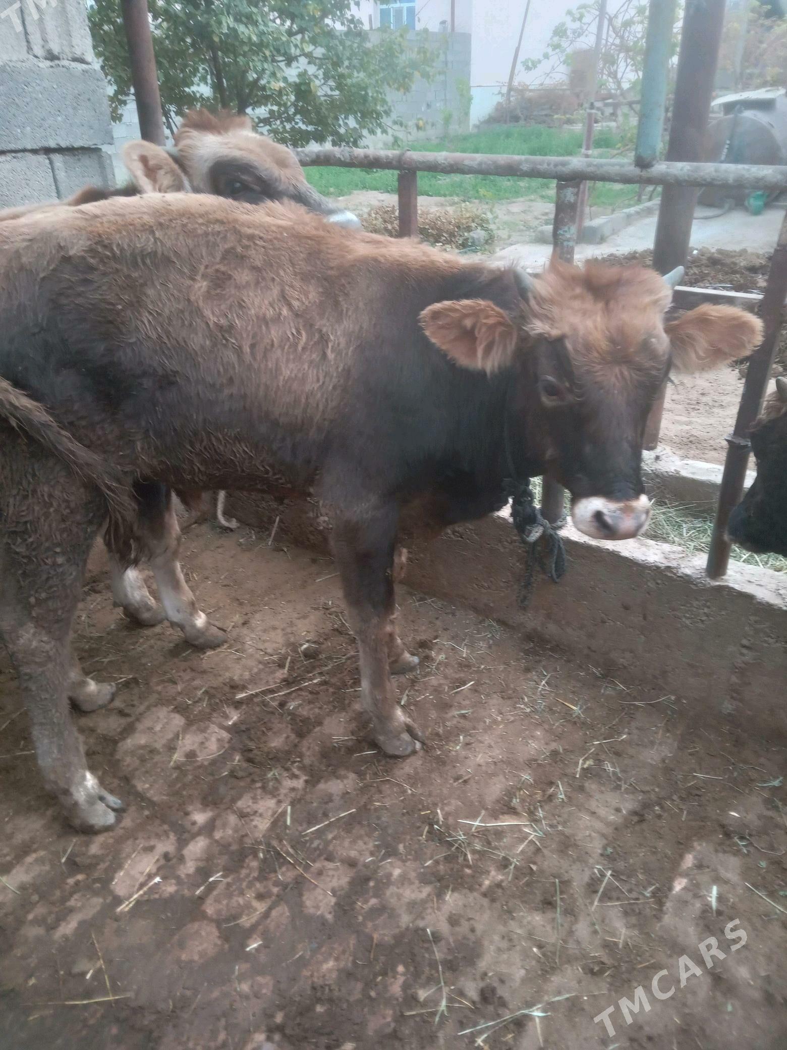 Öküz - Гёкдепе - img 1