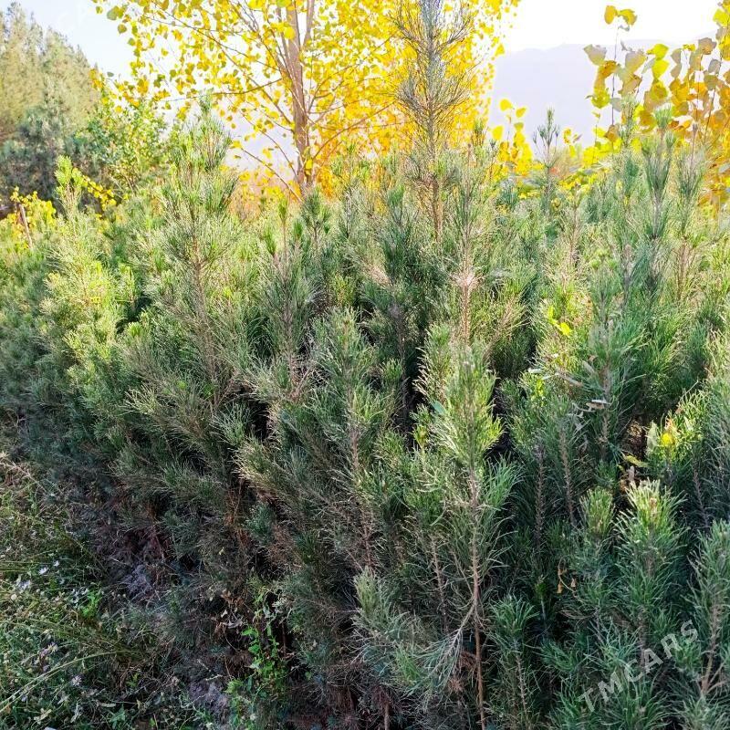 Sosna-arça şitil - Bagyr - img 3