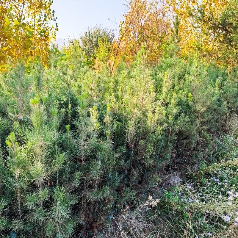 Sosna-arça şitil - Bagyr - img 1