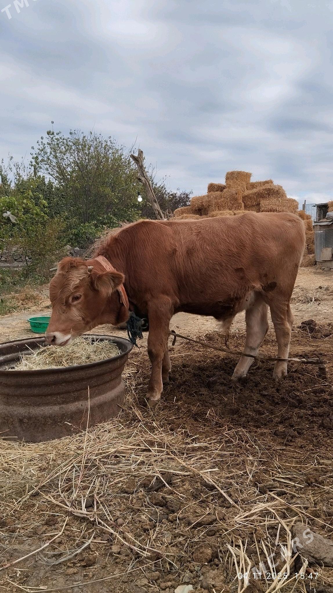 Окзче - Бахарден - img 5