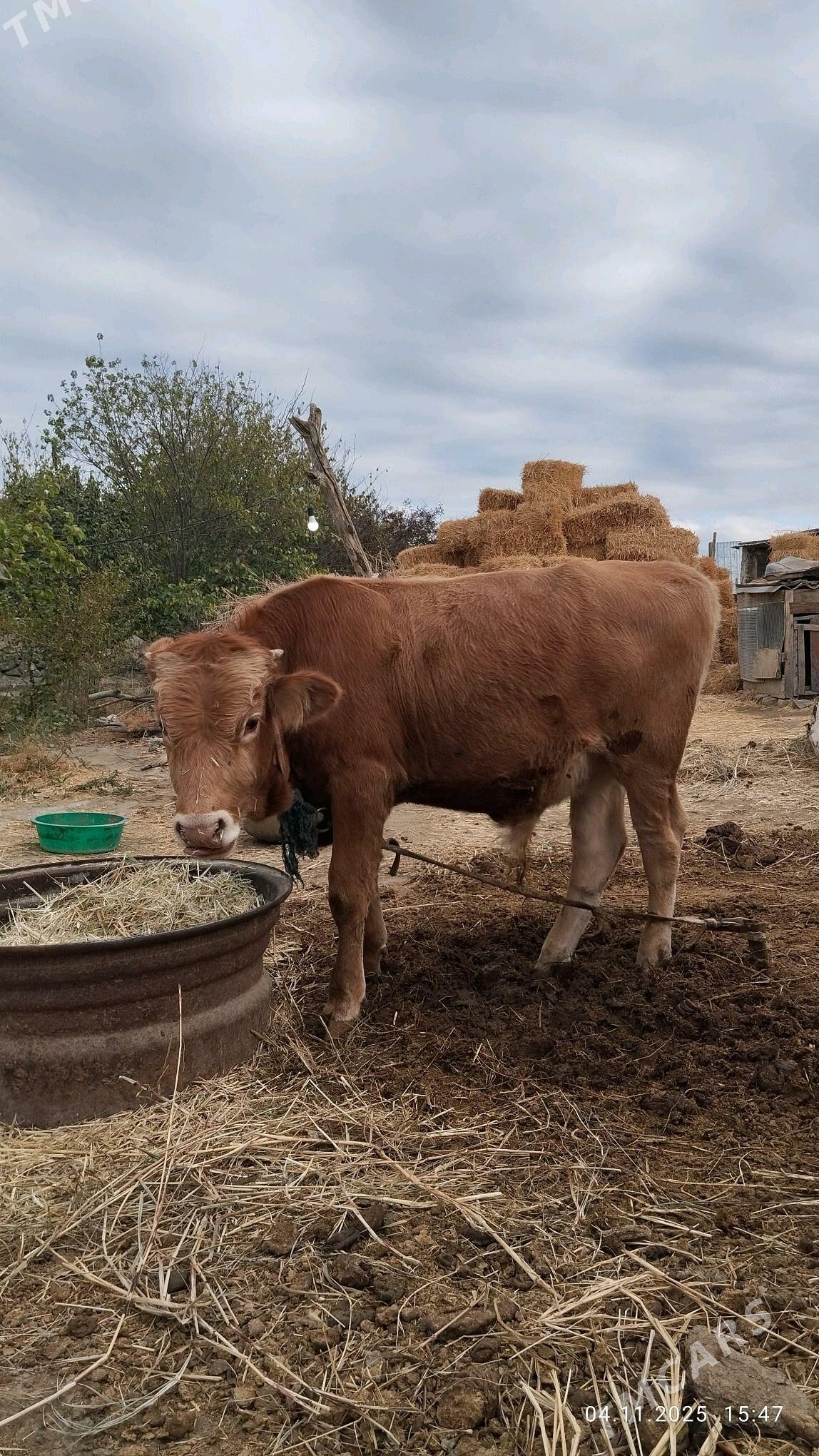 Окзче - Бахарден - img 4