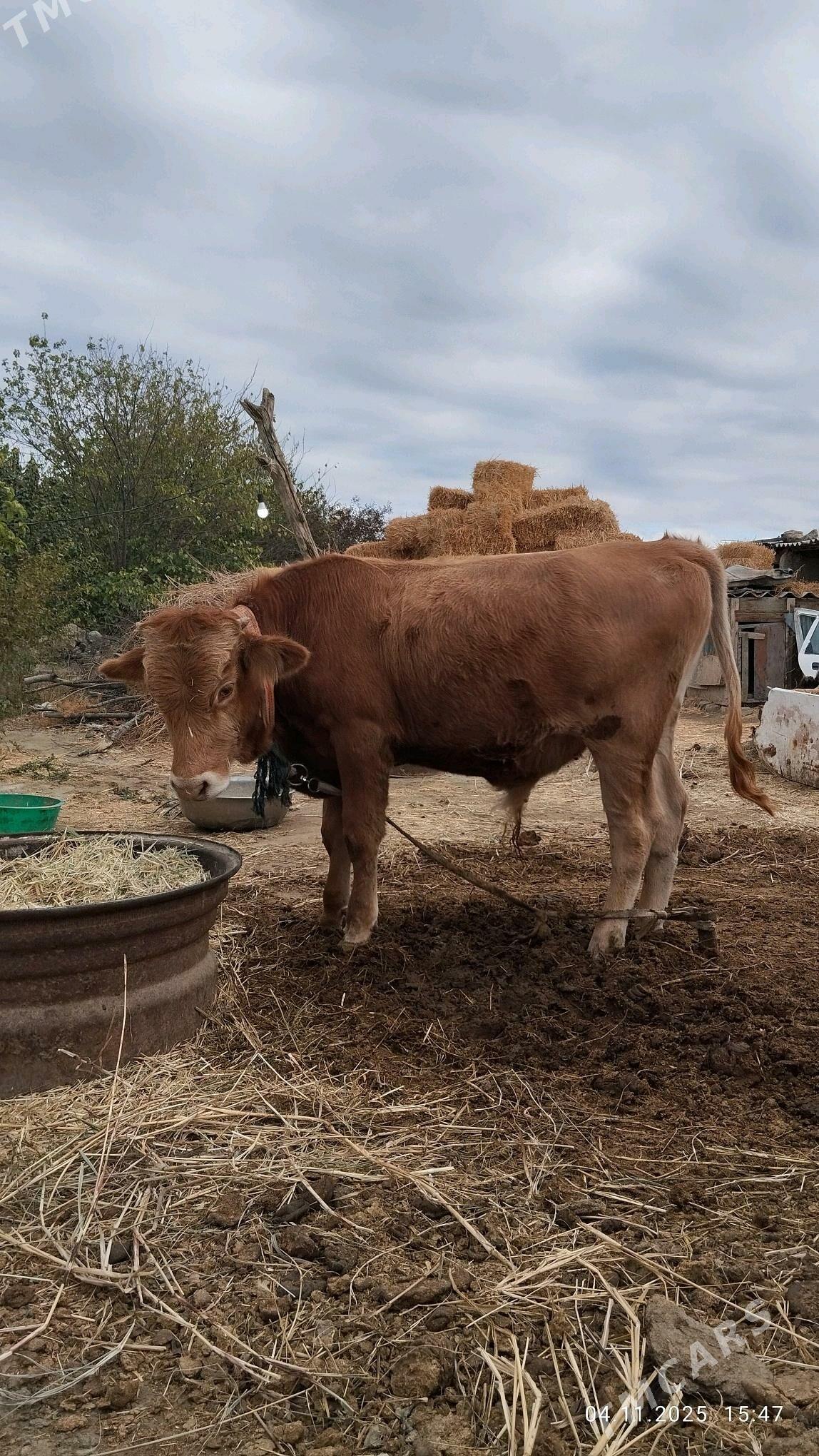 Окзче - Бахарден - img 6