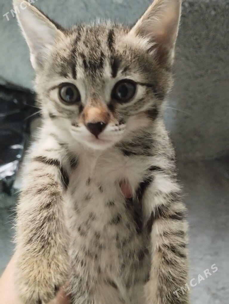 котята - Aşgabat - img 3