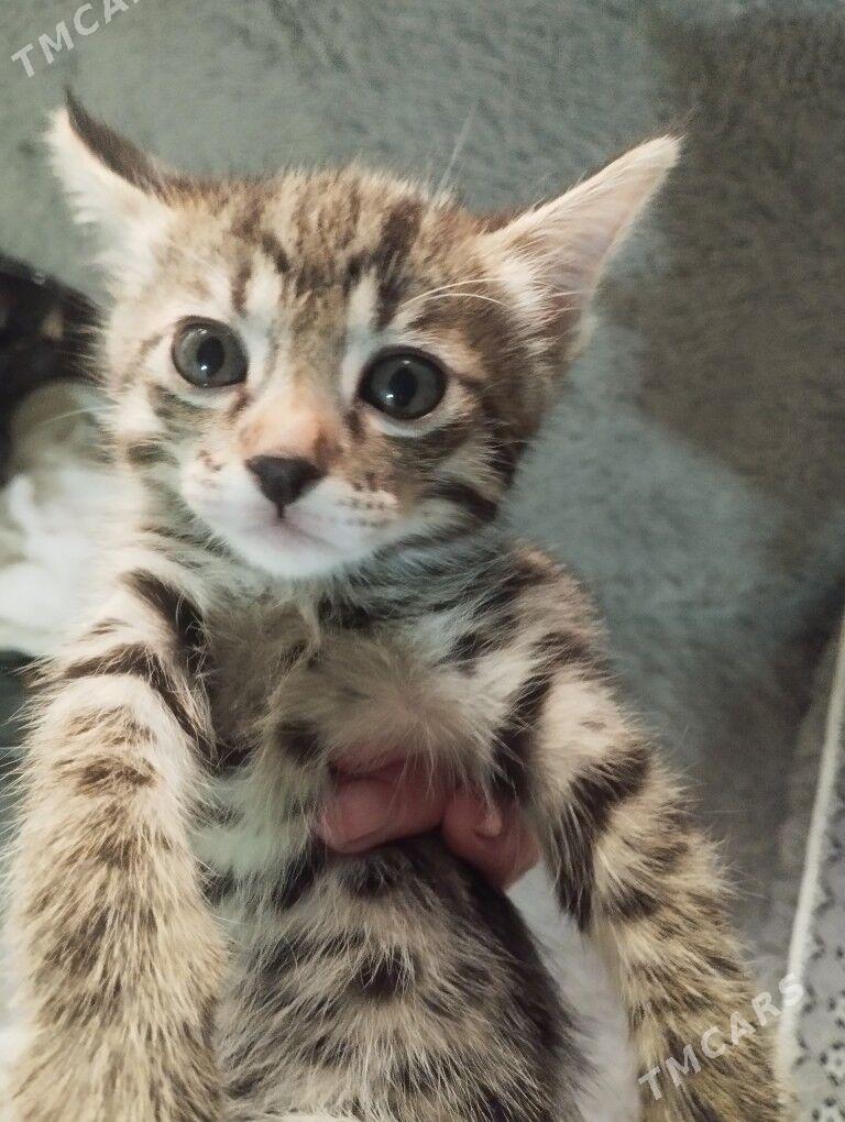 котята - Aşgabat - img 2