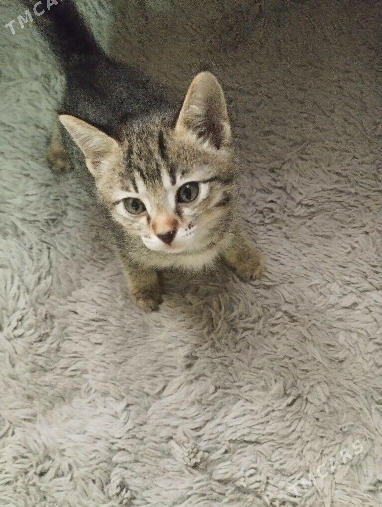котята - Aşgabat - img 1