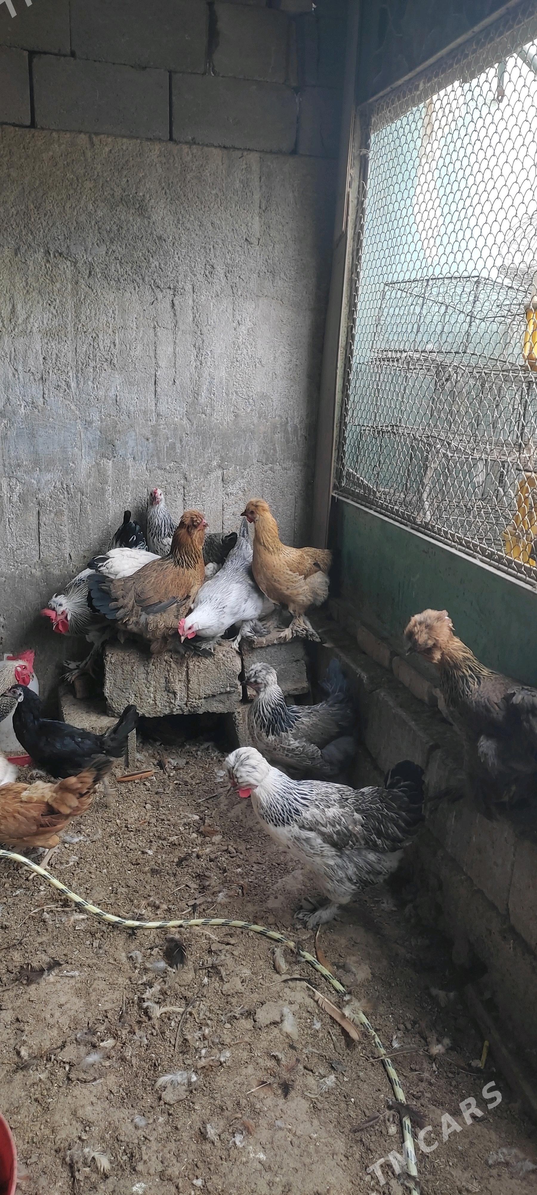 Balgar towuk - Багир - img 2