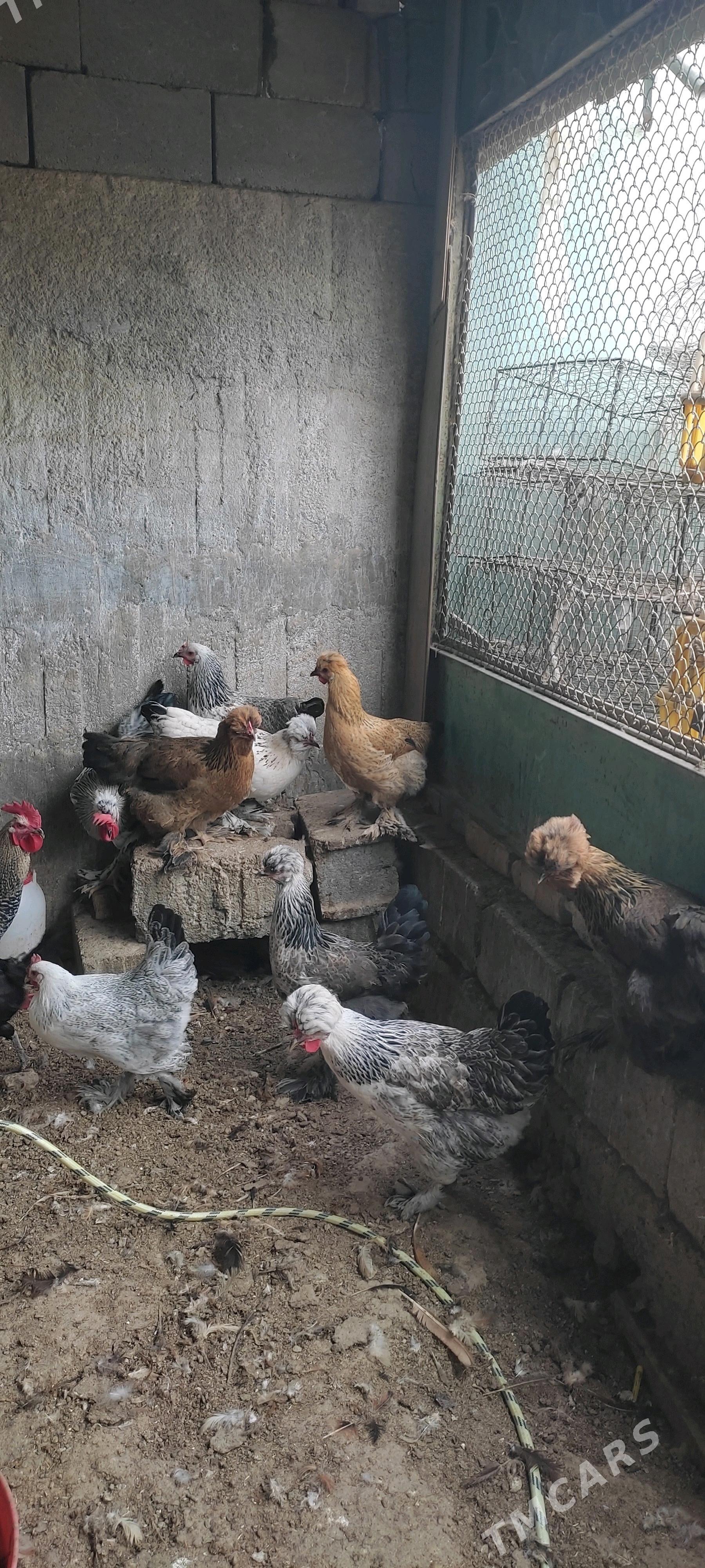 Balgar towuk - Багир - img 1