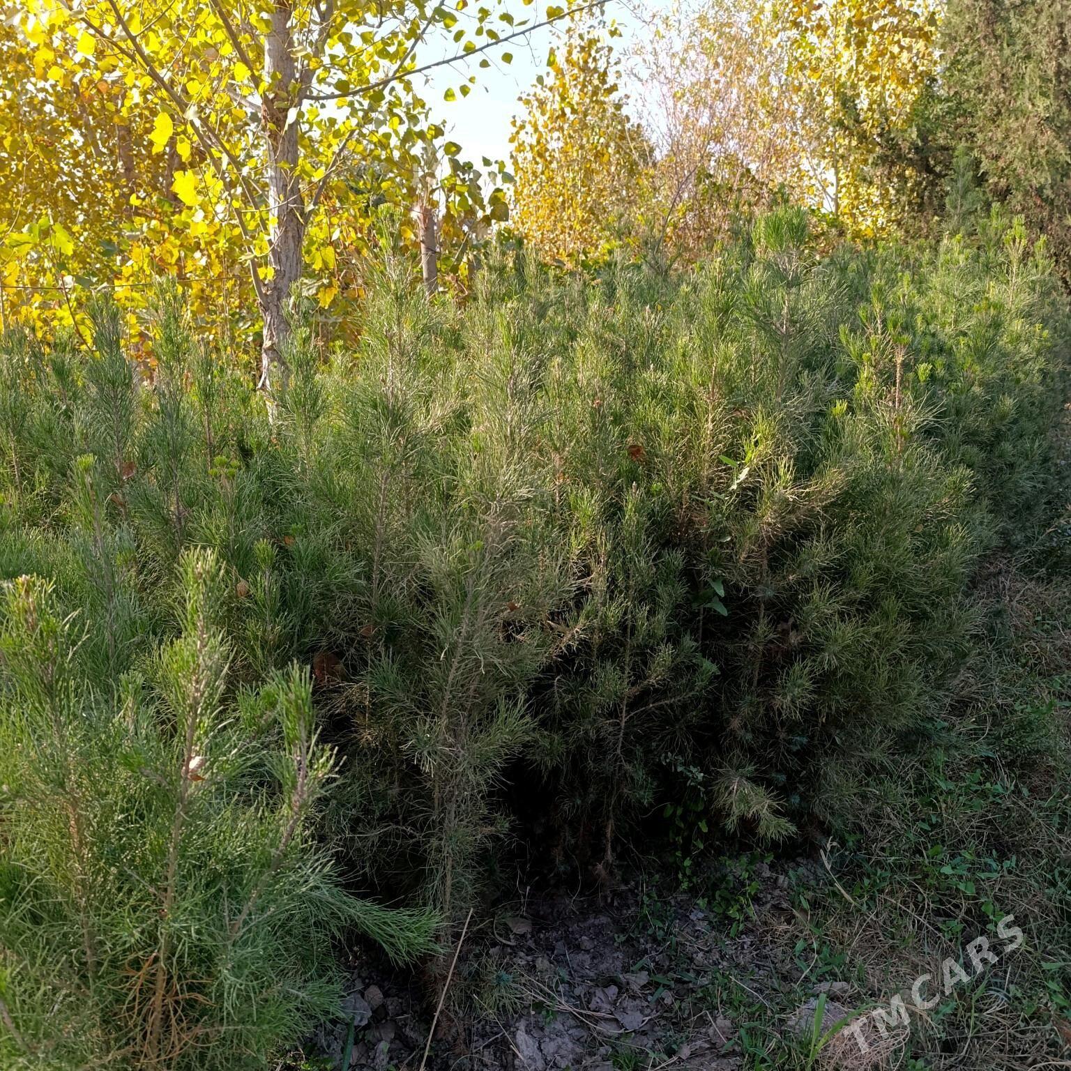 Sosna-arça şitil - Bagyr - img 2