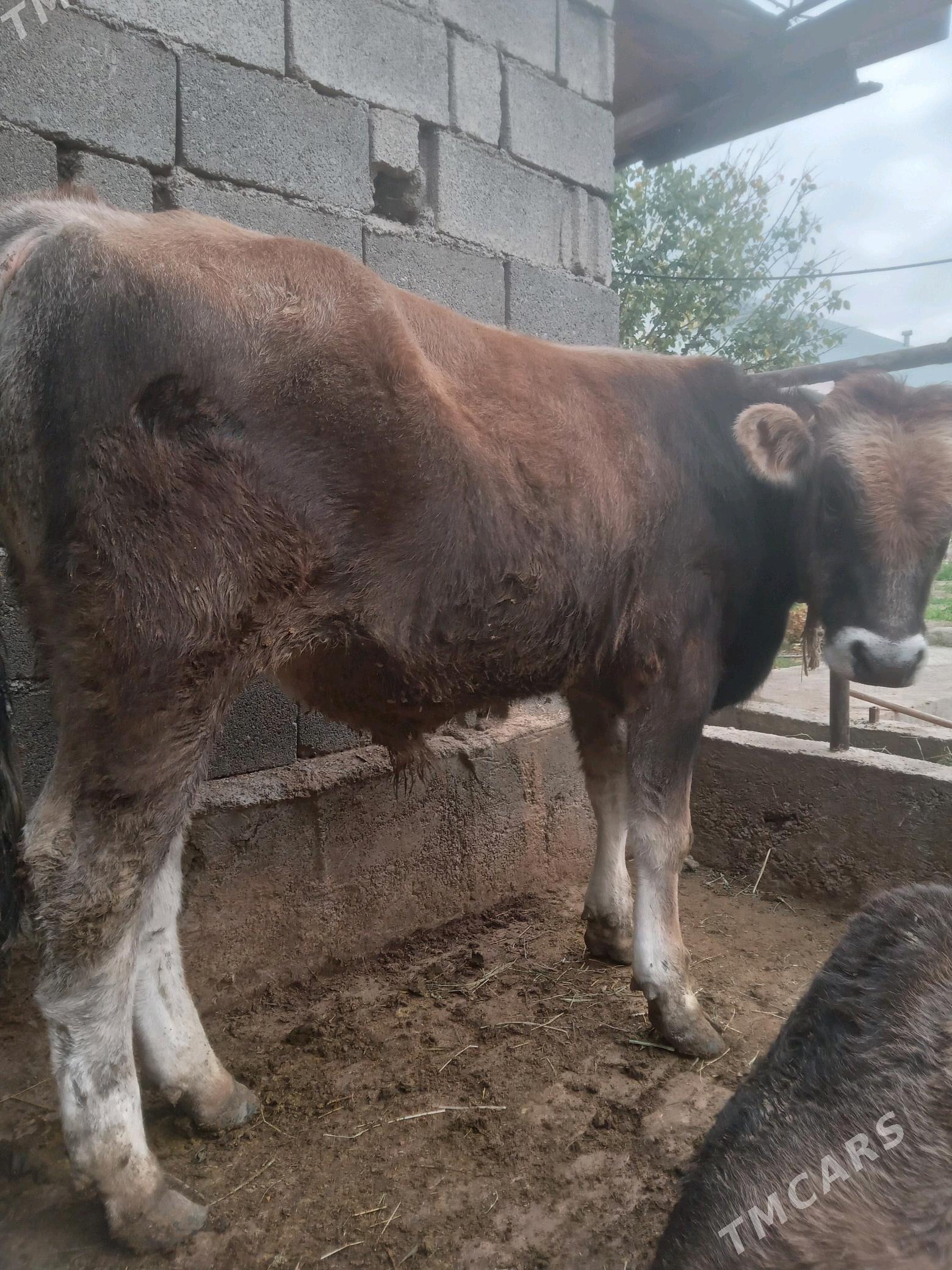 öküz - Гёкдепе - img 3