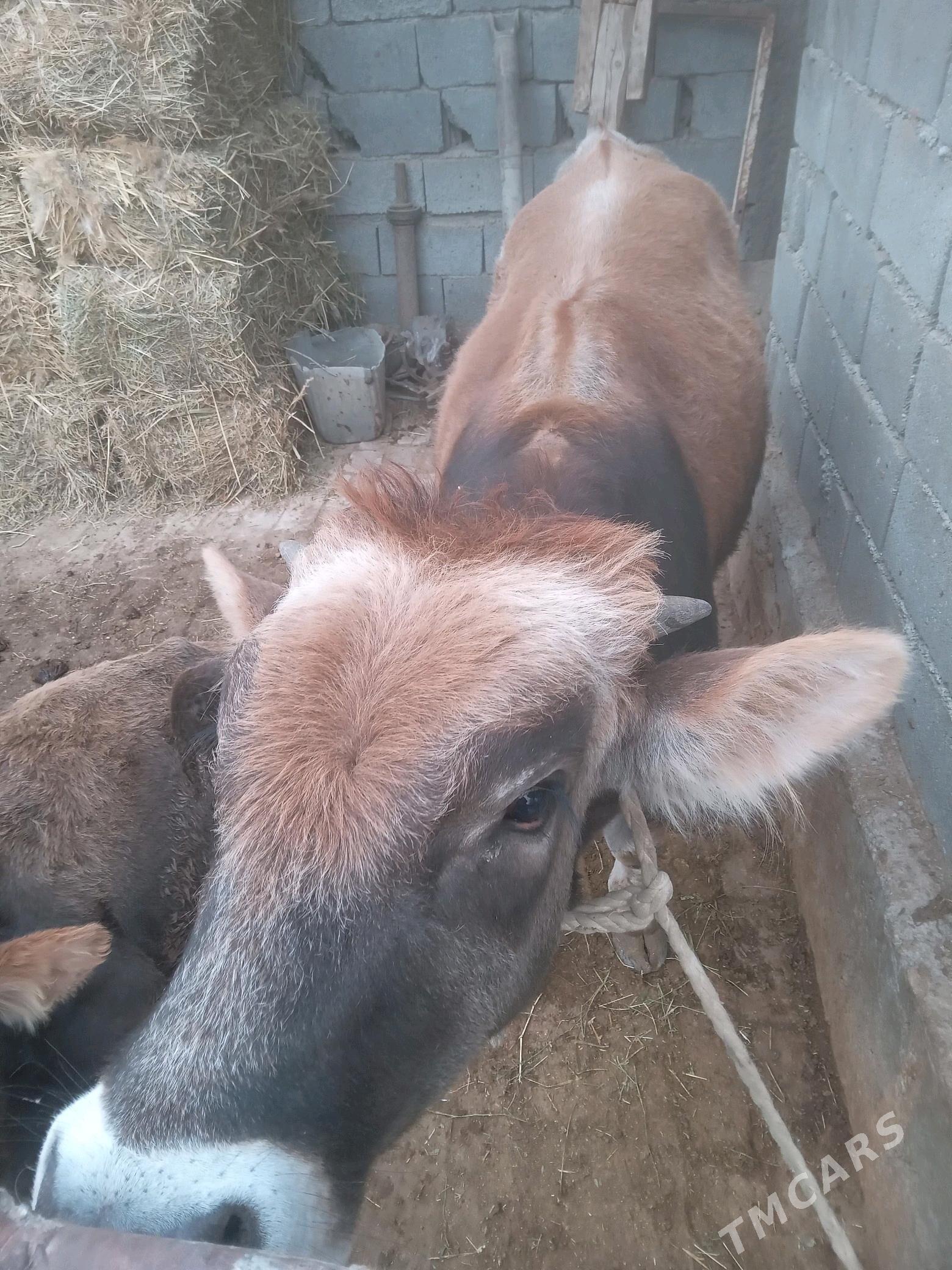 öküz - Гёкдепе - img 2