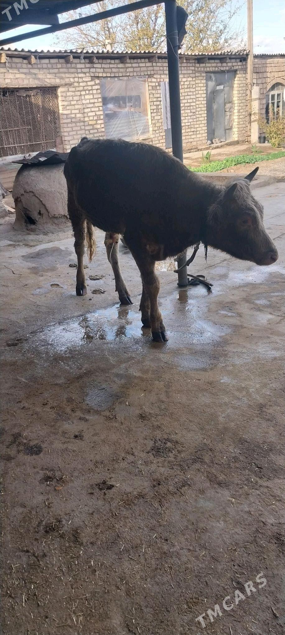 okiz - Babadaýhan - img 2