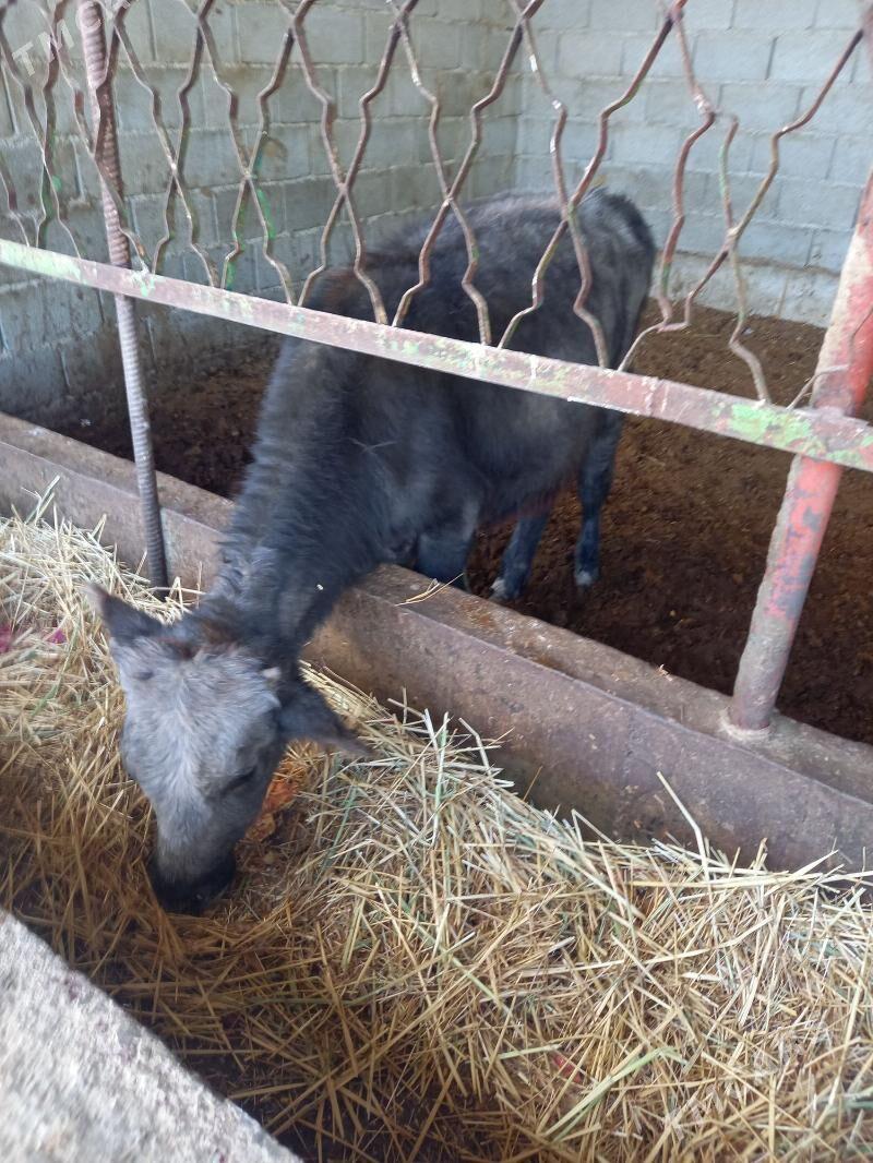 okuz - Gökdepe - img 2