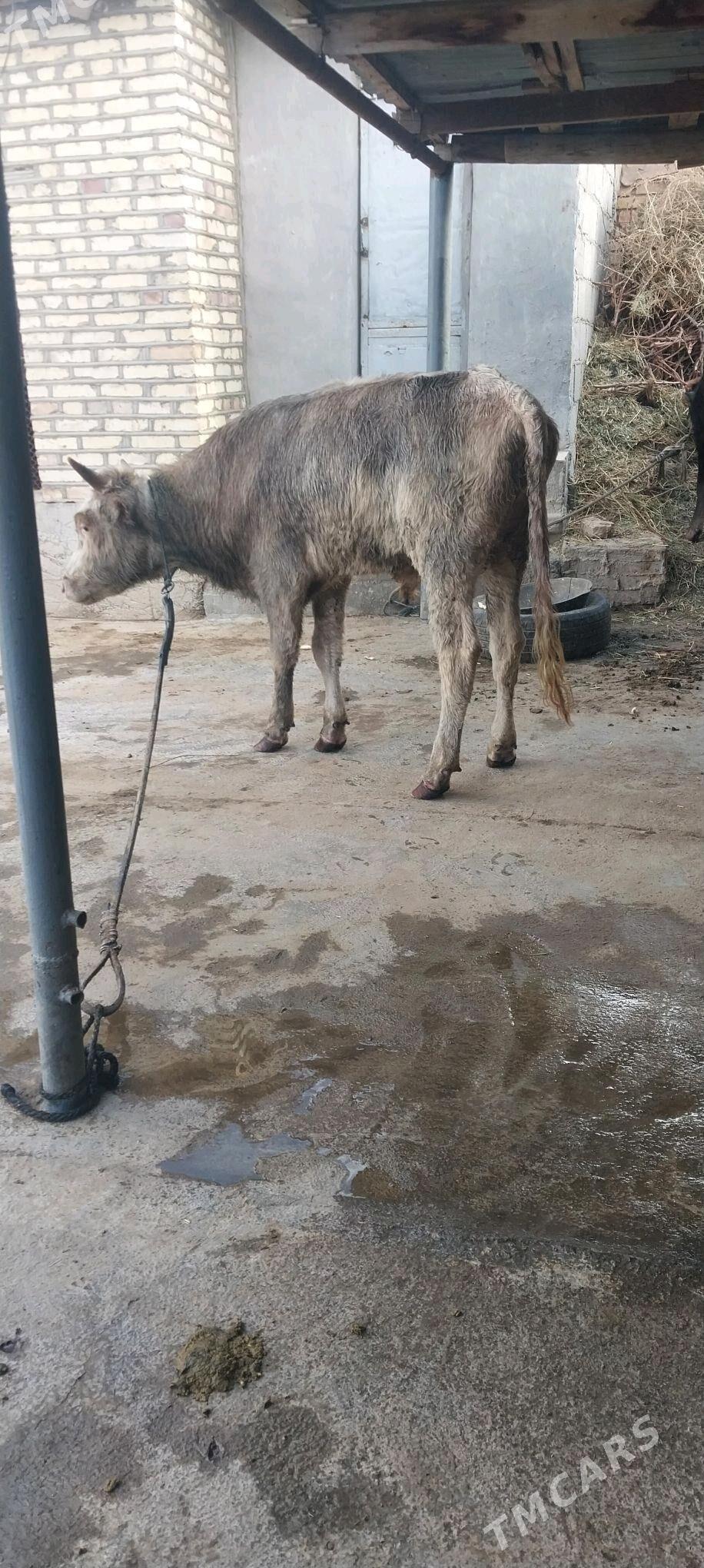 okiz - Babadaýhan - img 3