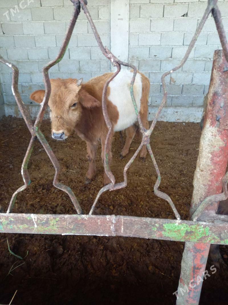 okuz - Gökdepe - img 3