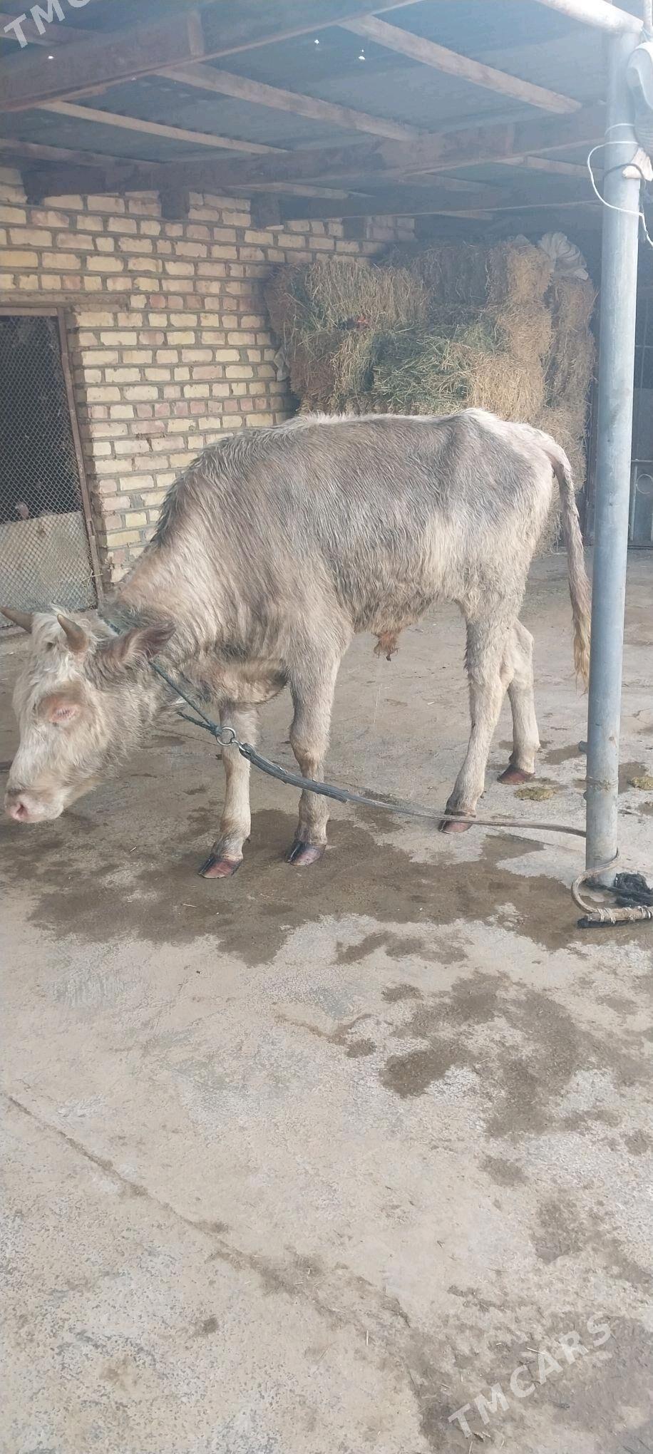 okiz - Babadaýhan - img 5