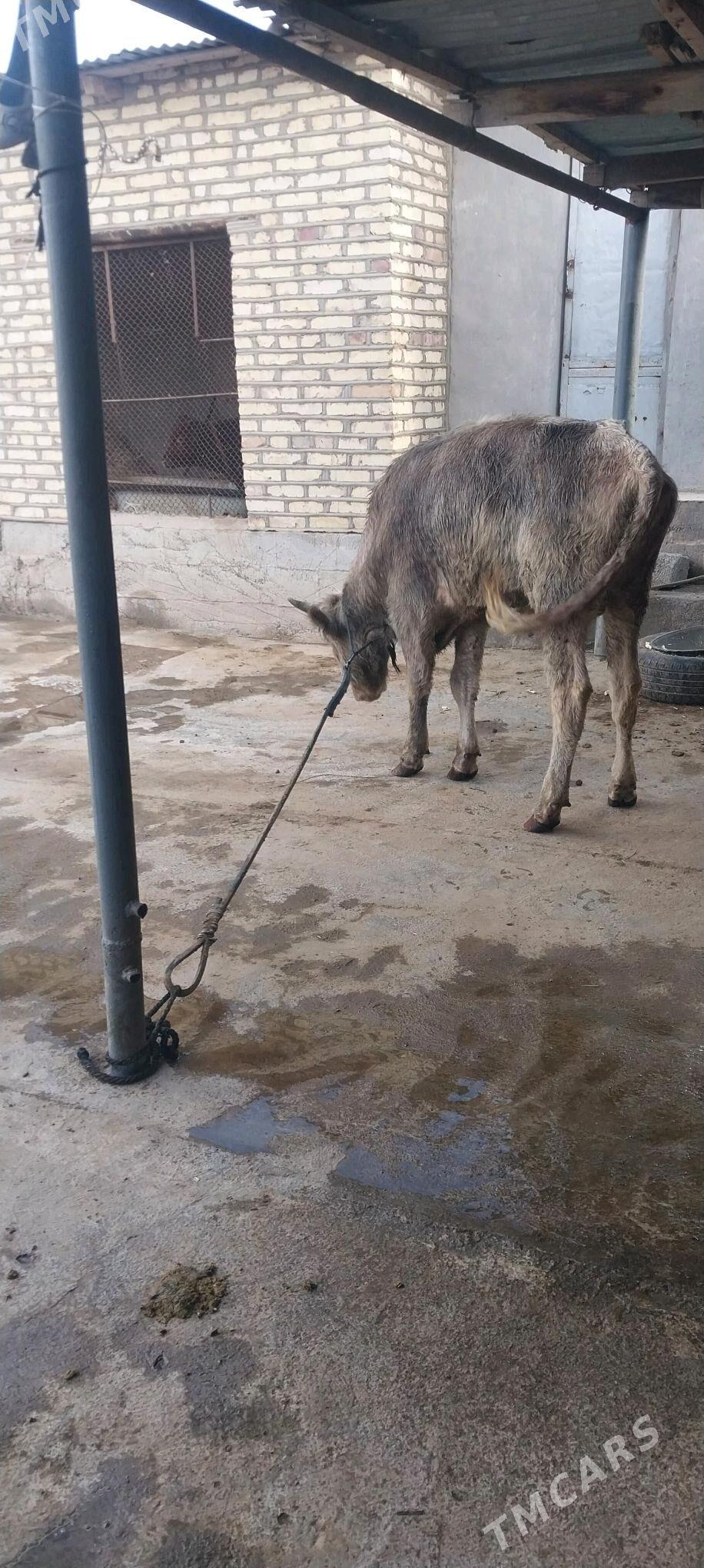 okiz - Babadaýhan - img 4