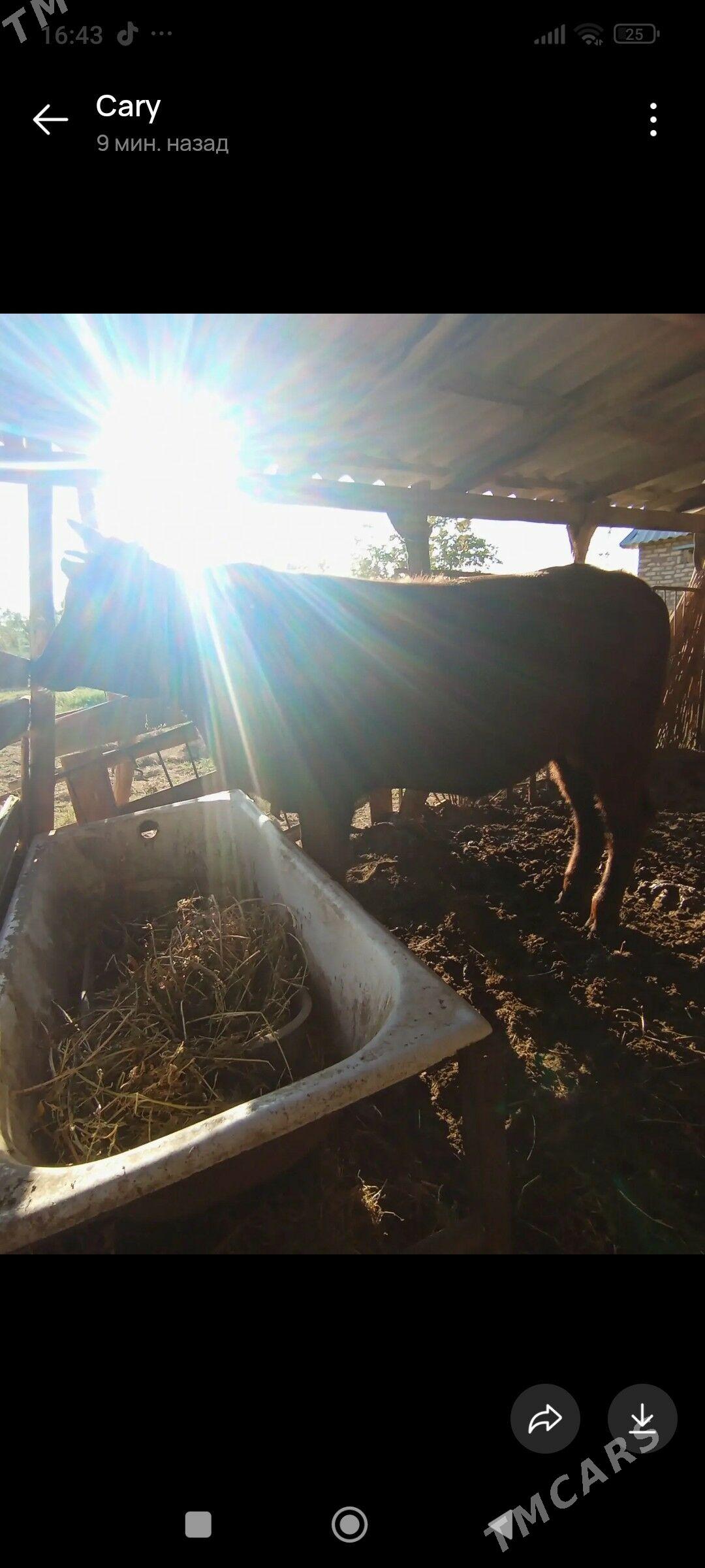 Okuzce - Mary - img 2